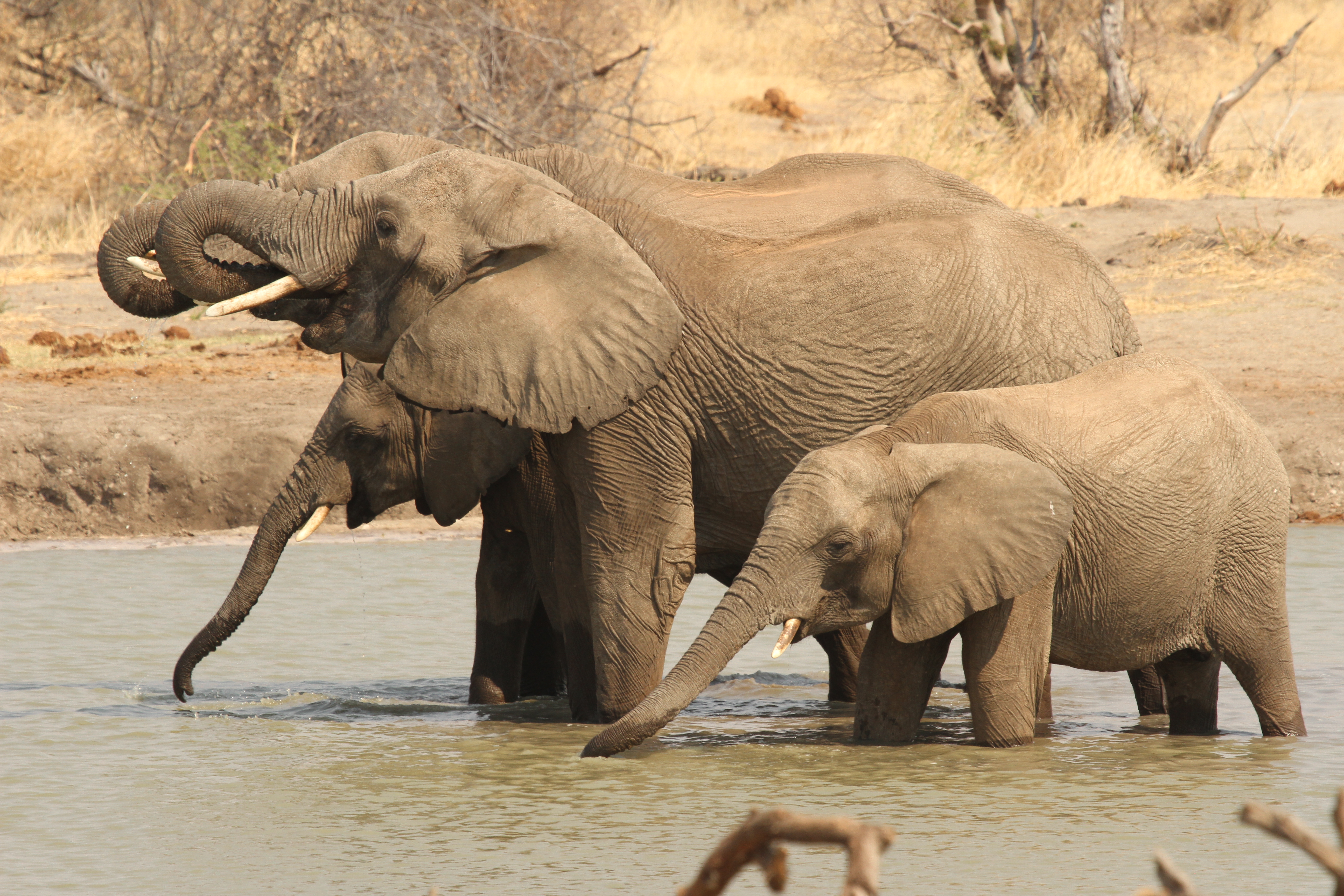 Elephants at a waterhole