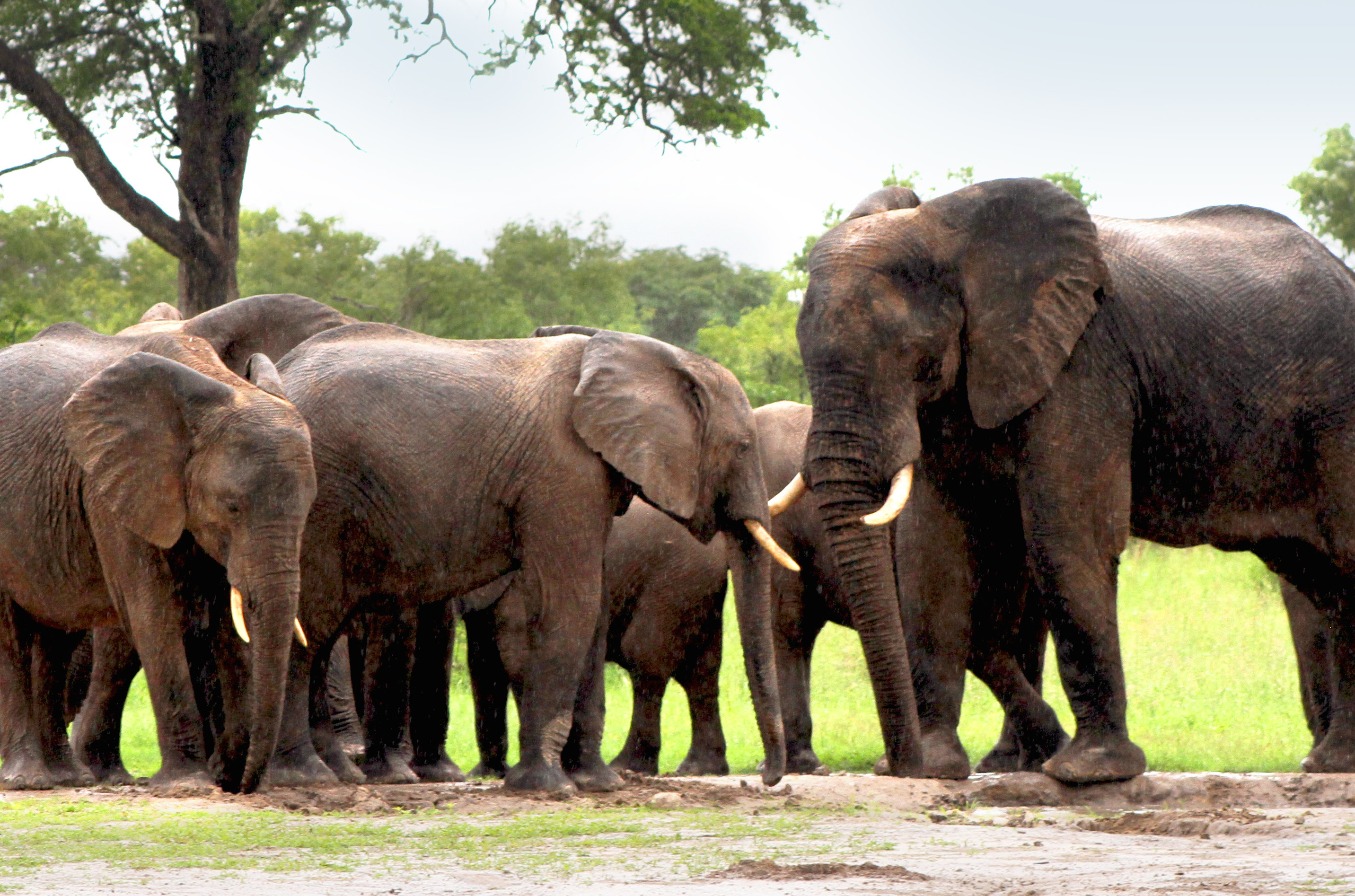 Gwango Bush Tents, Hwange | Timbuktu Travel