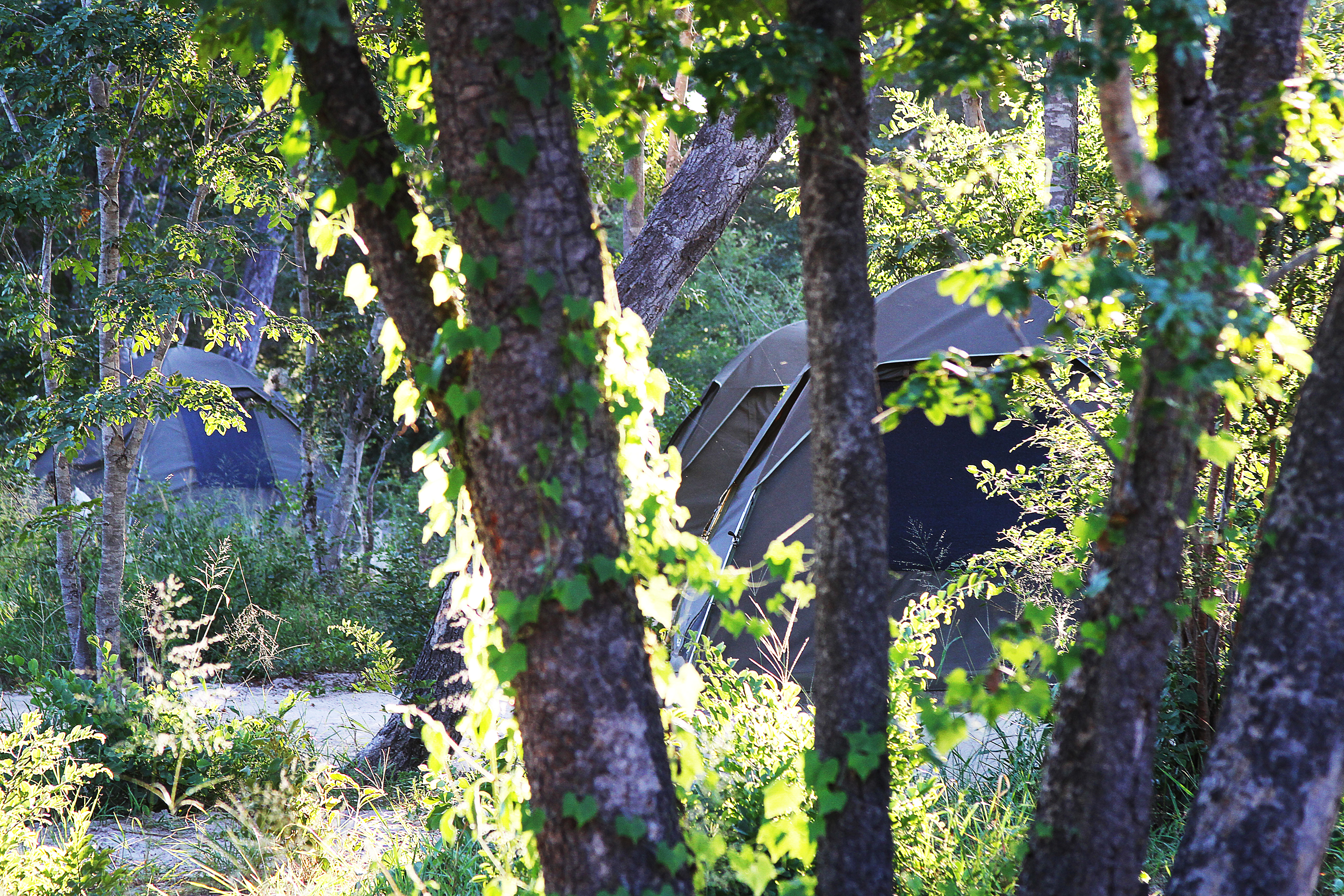 Dome Bush Tents at Gwango