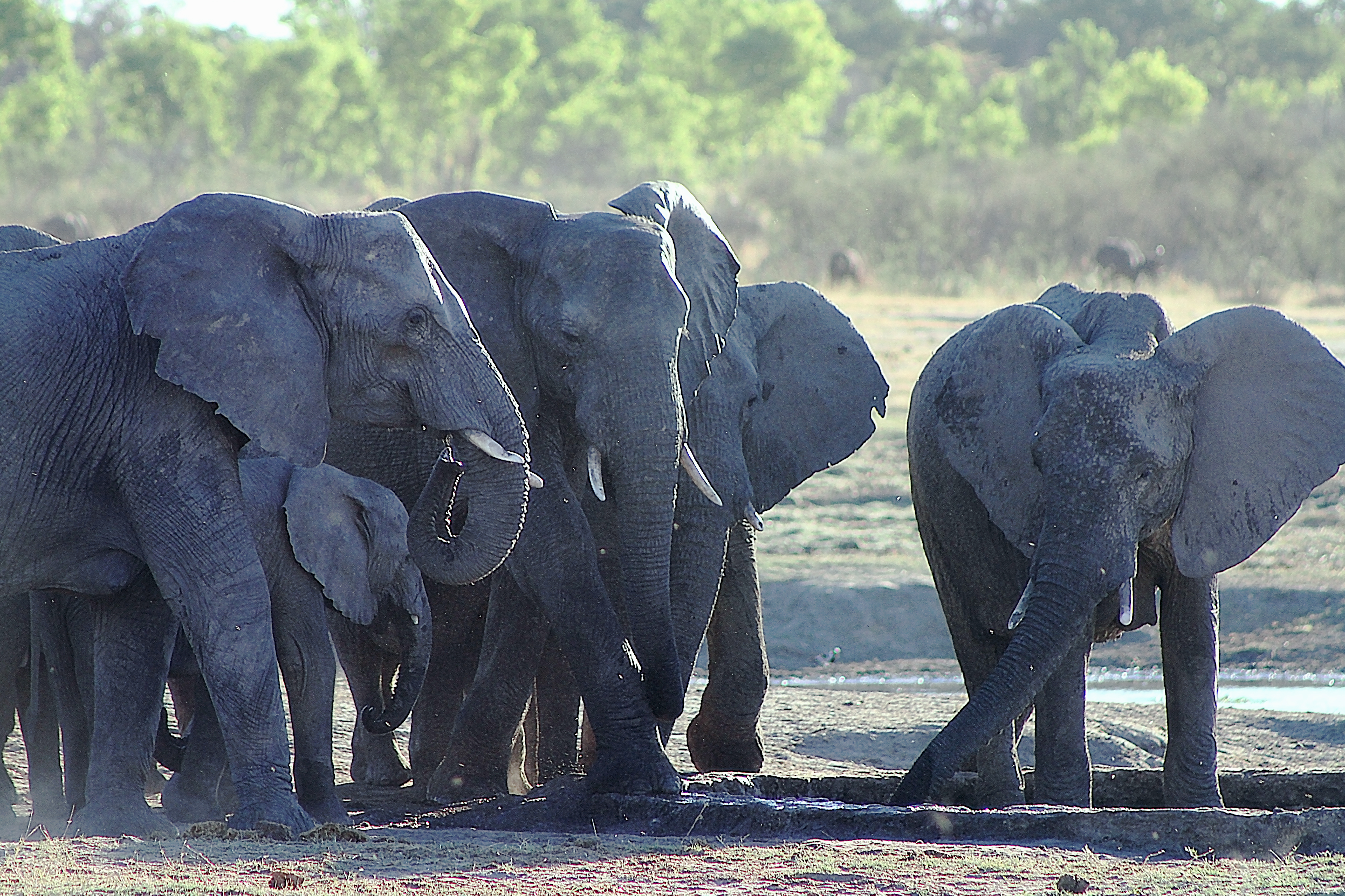 Gwango Elephant Lodge, Hwange | Timbuktu Travel