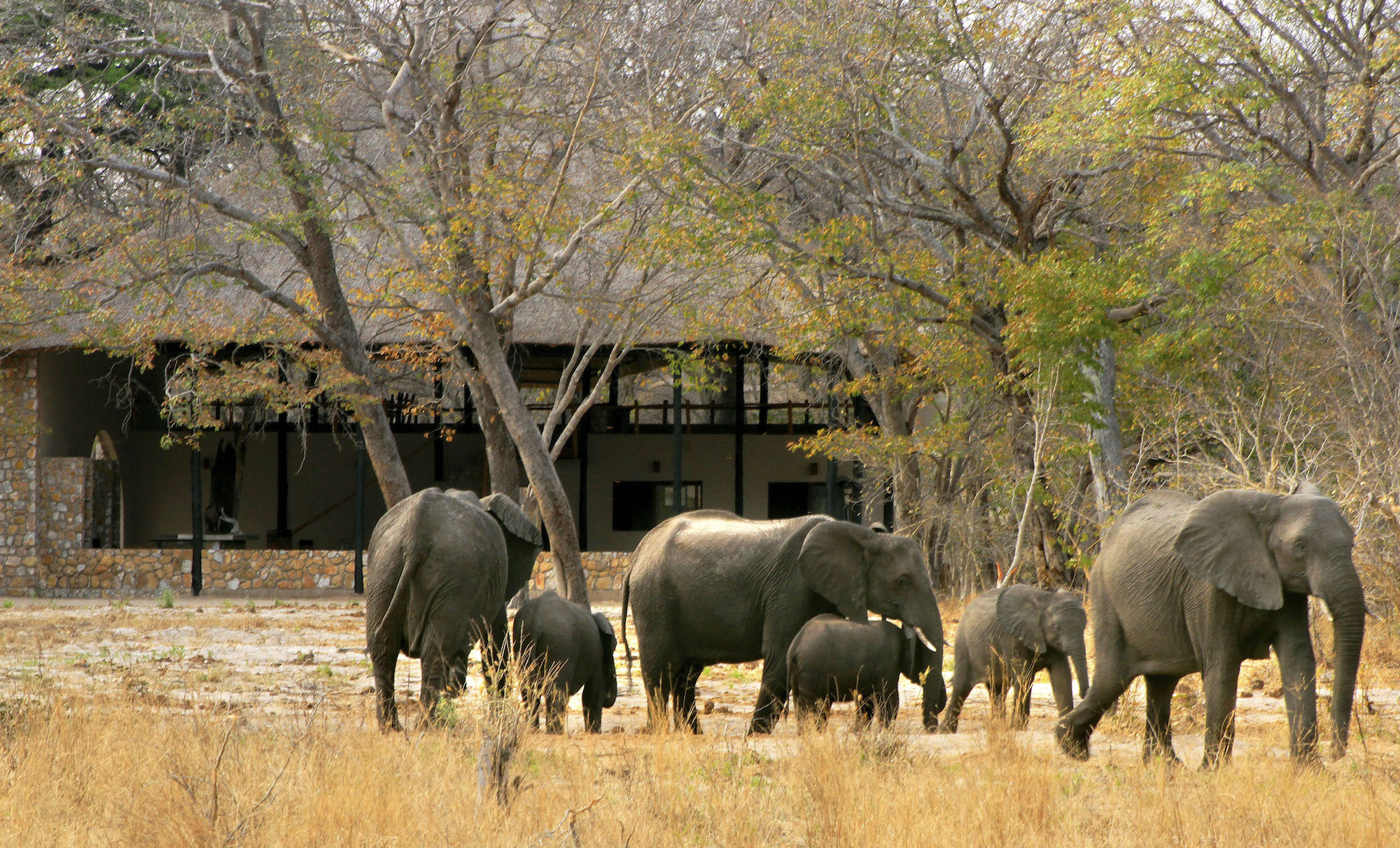 Elephants in Front of the Dining Room