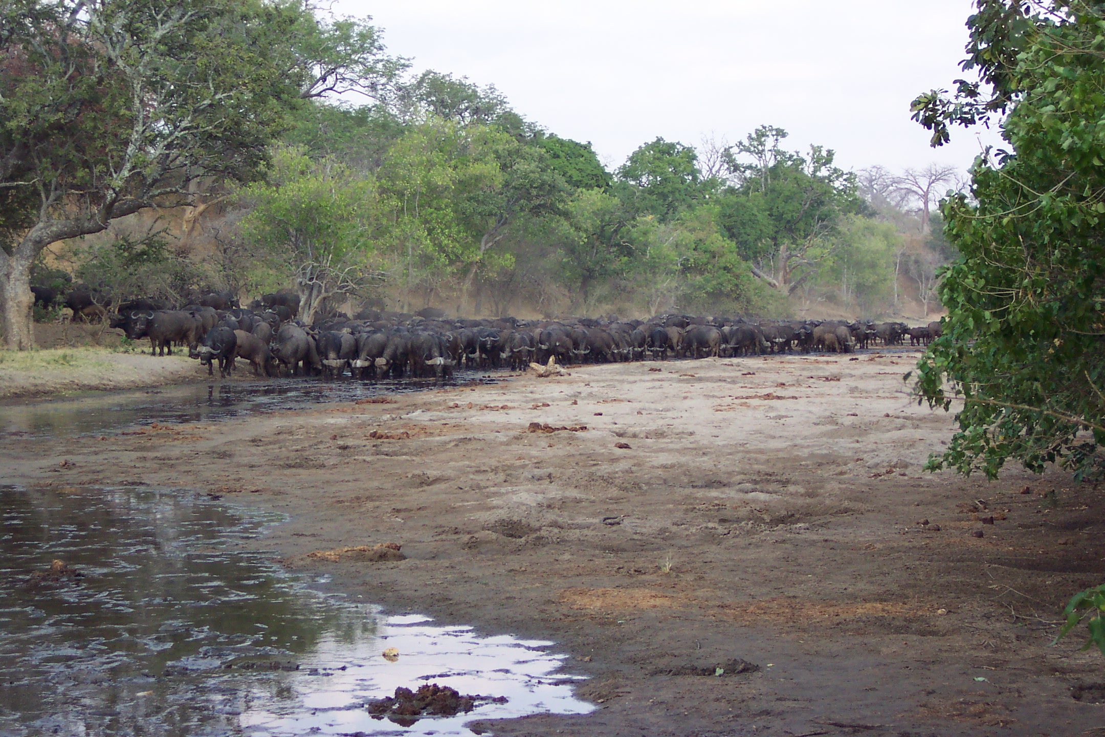 Buffalo coming to the spring to drink