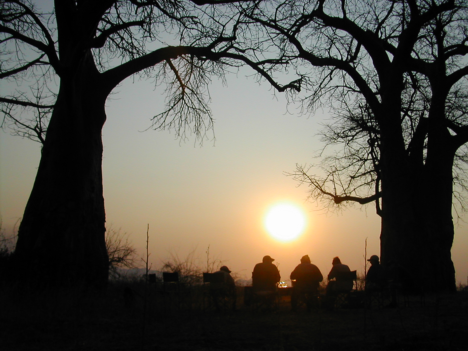 Baobab Trees in Chitake