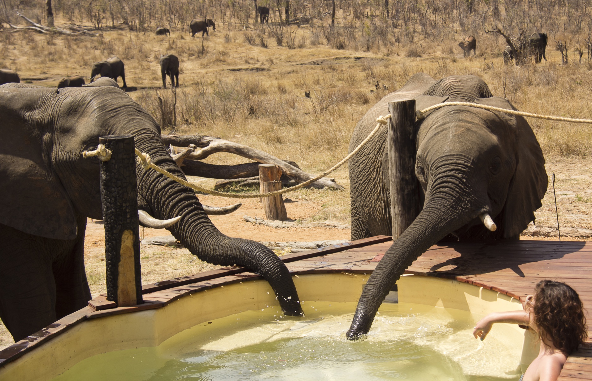 Amazing elephant experiences whilst overlooking the Khulu waterhole