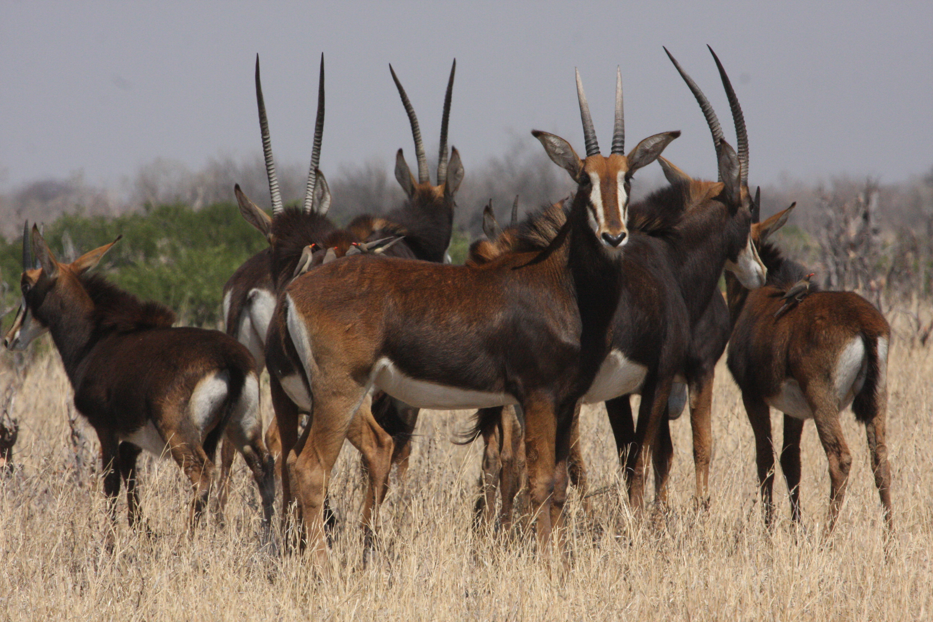Sable seen on a game drive 
