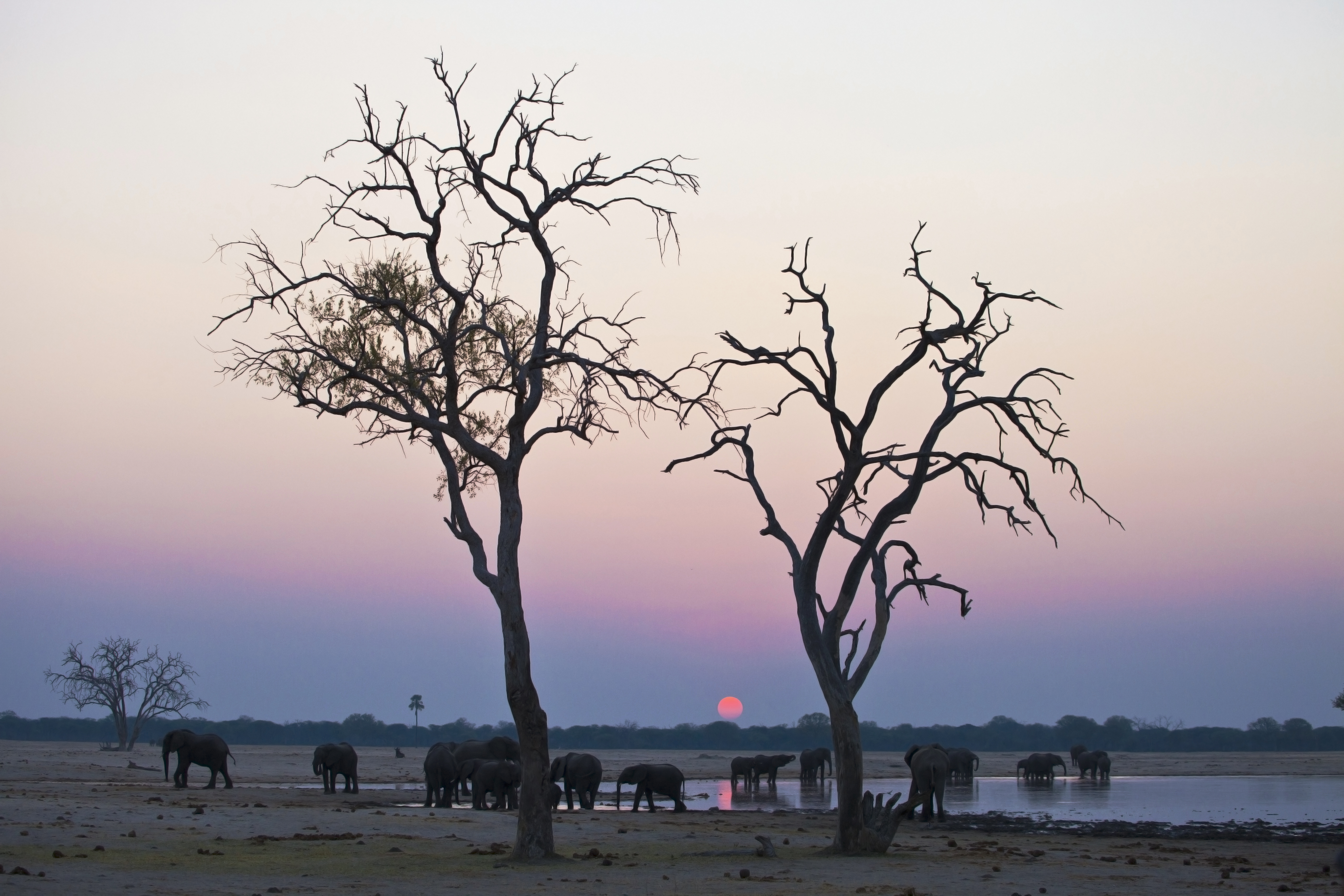 Elephants at a water hole close to the lodge.