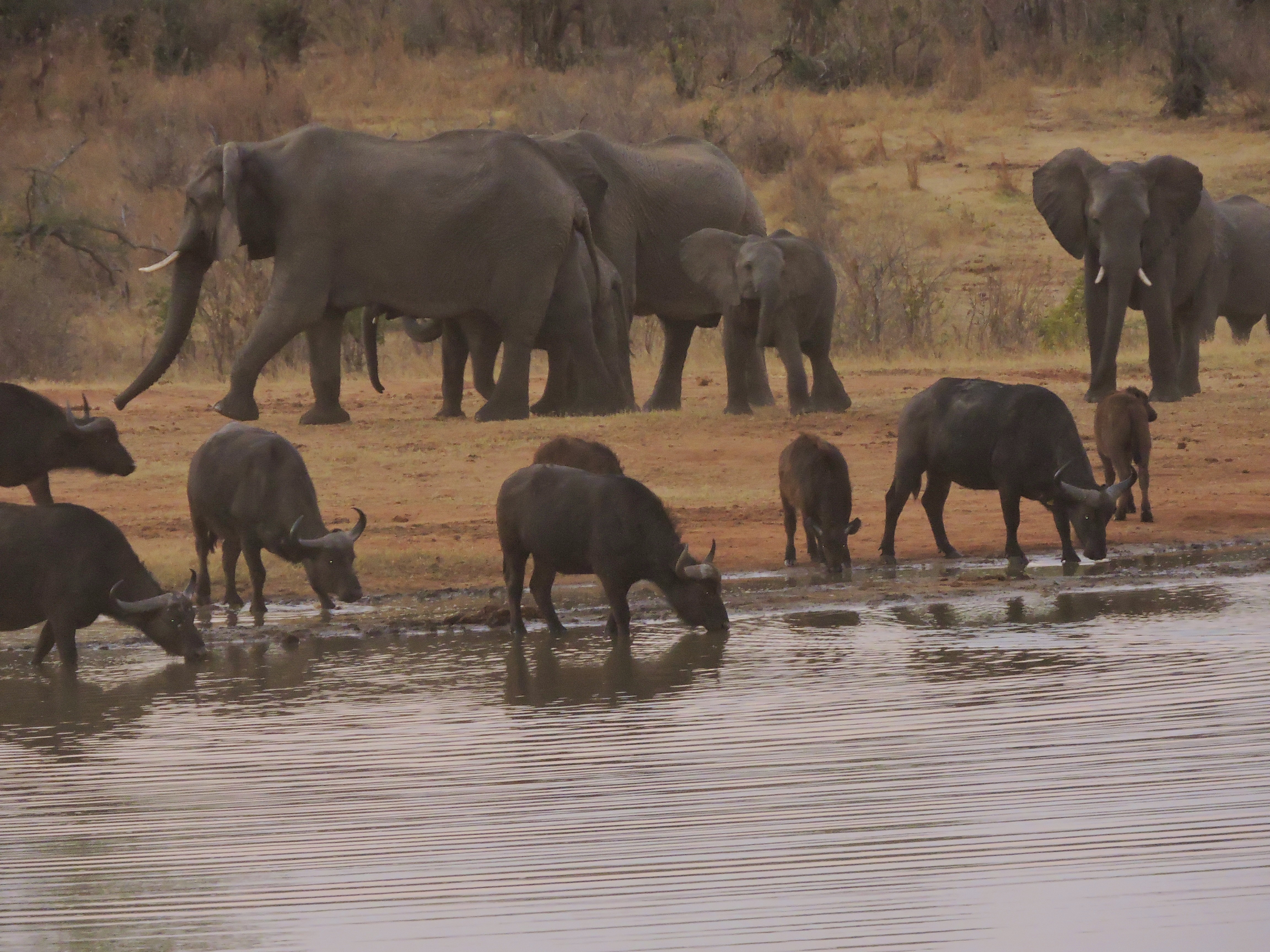 Elephant & buffalo at Ivory waterhole