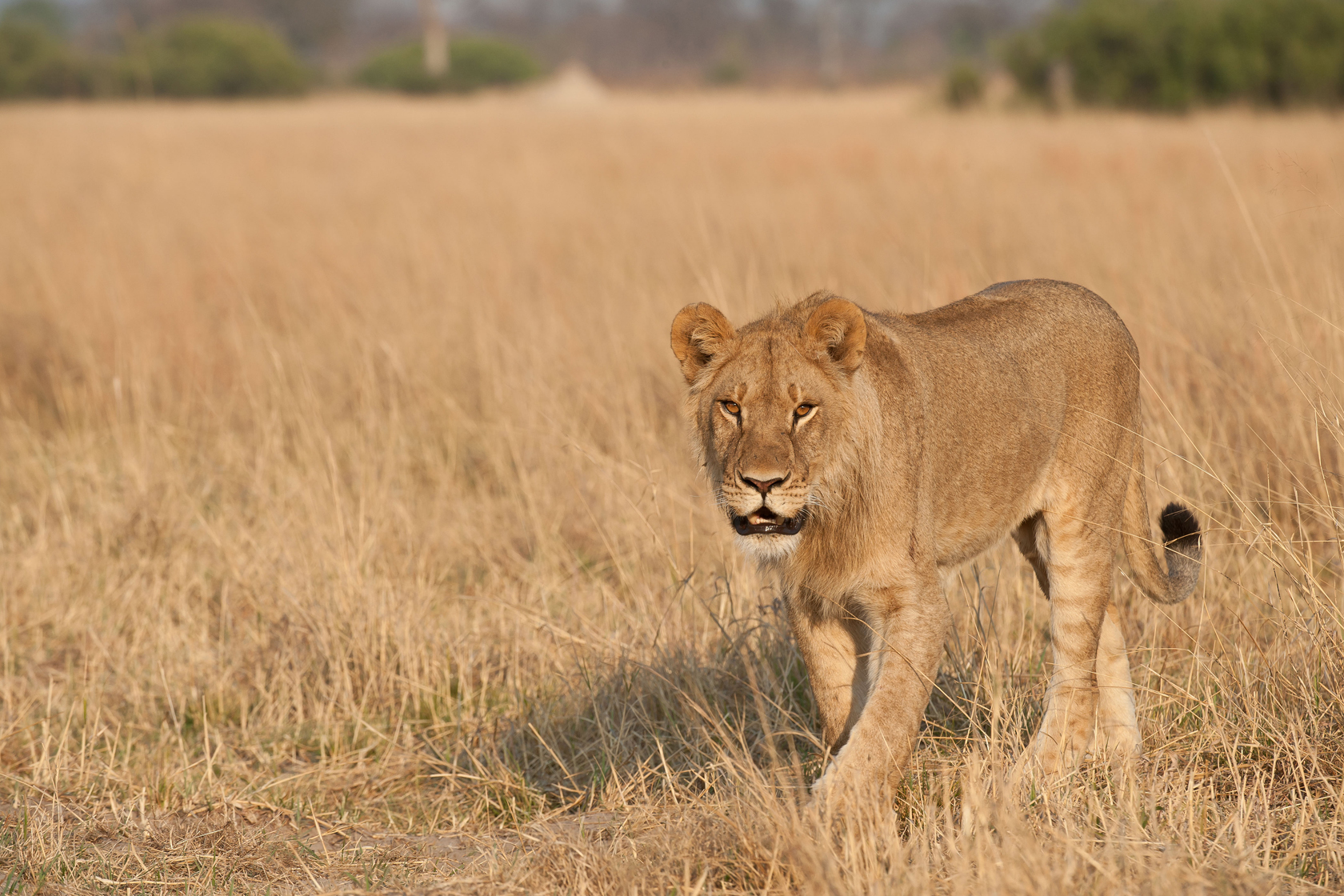 Lion are regularly sighted in the Linkwasha Concession