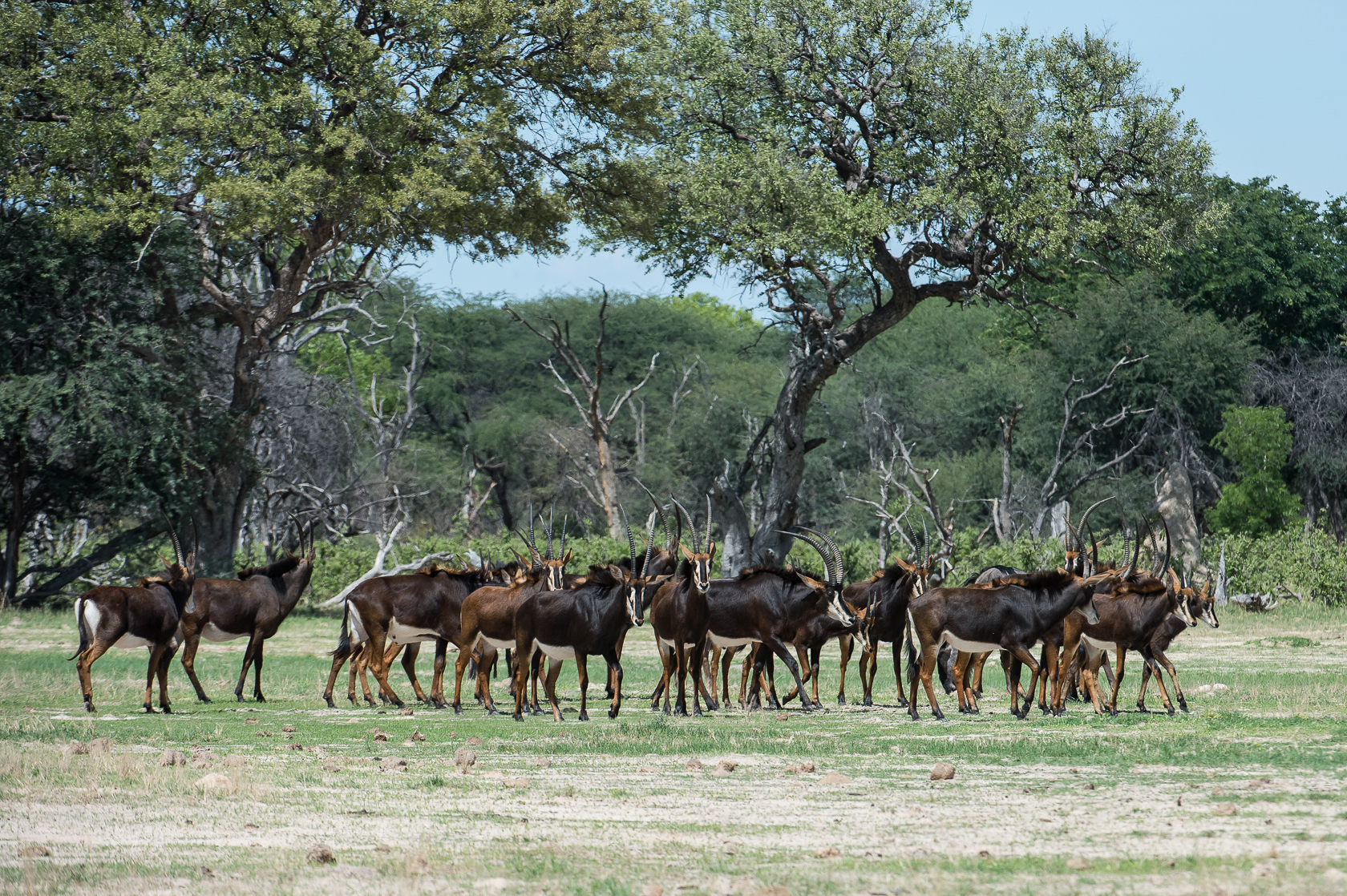 Sable graze on the short green grass