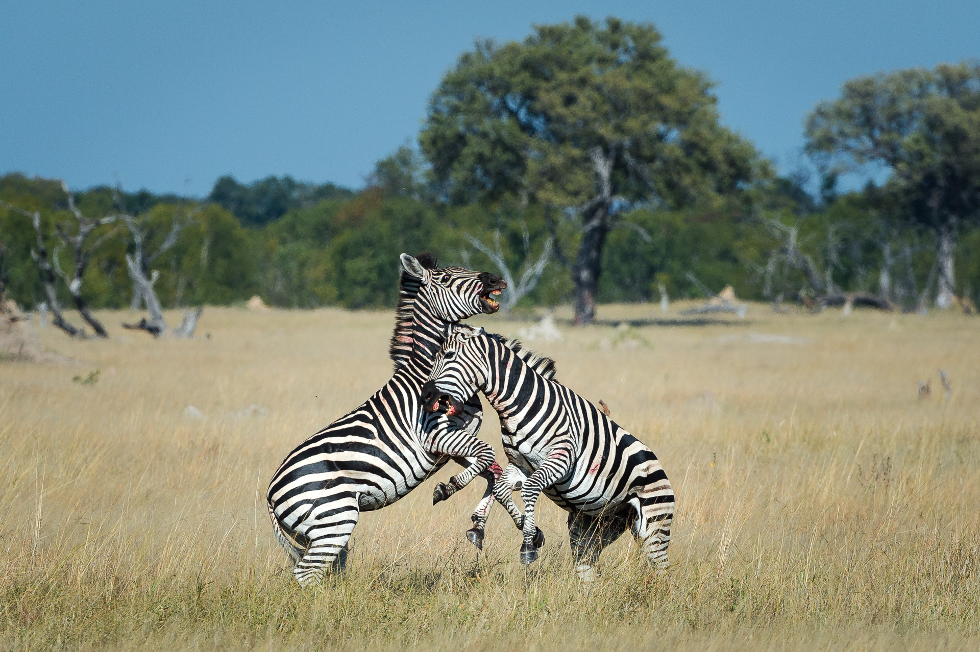 Battle for dominance