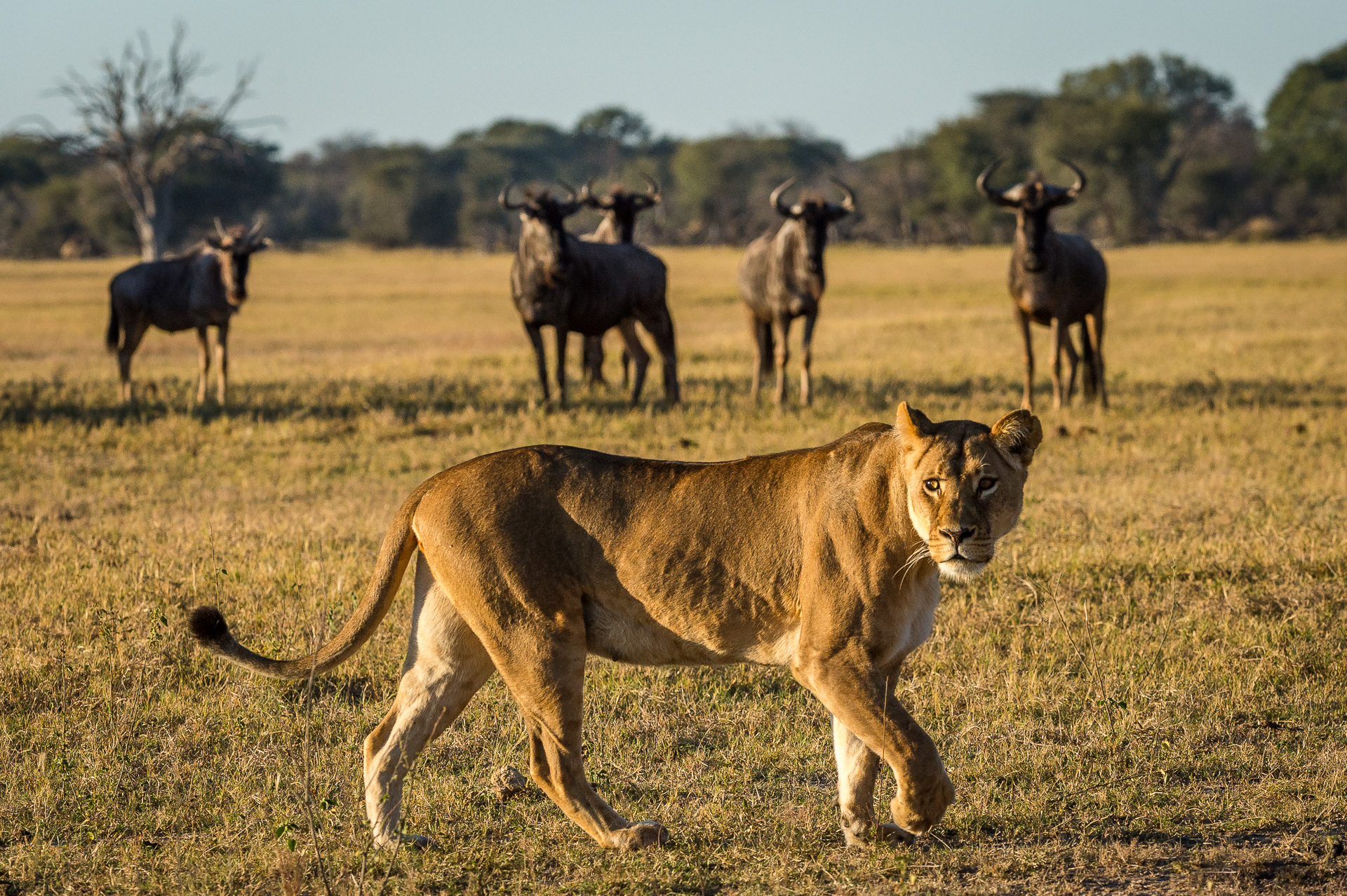 Lioness crossing the plain 