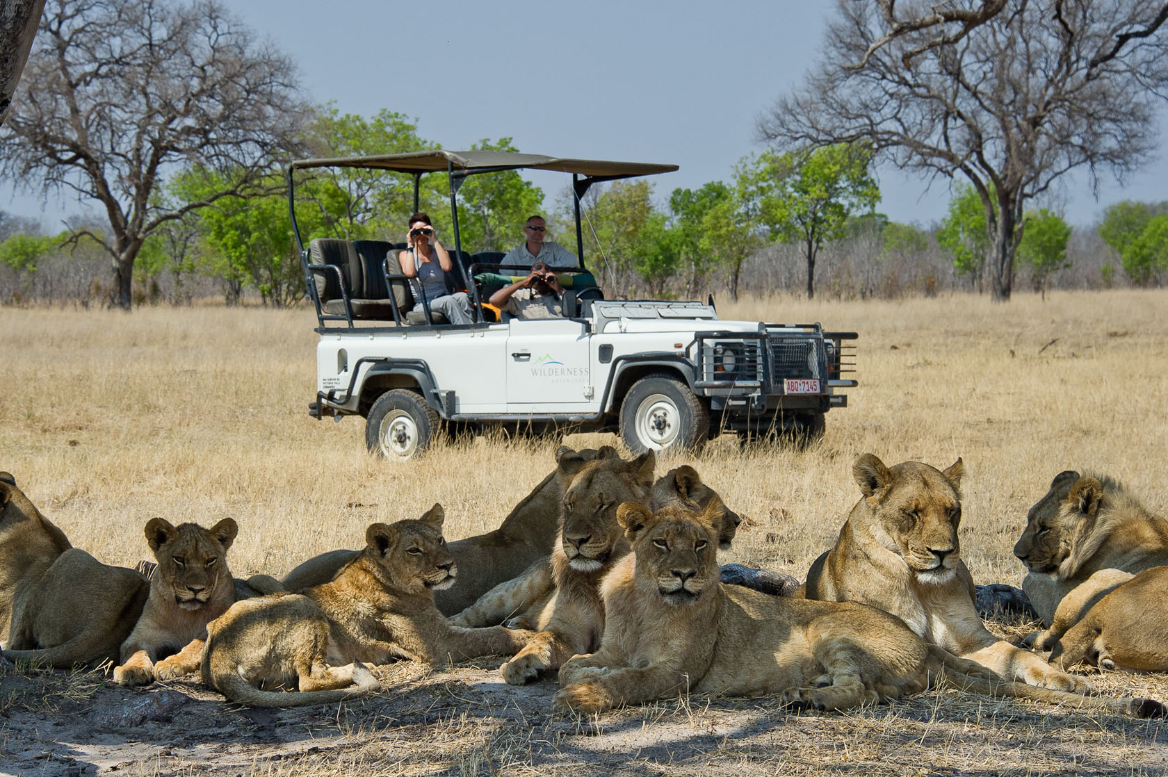 A pride of lion seen on a game drive