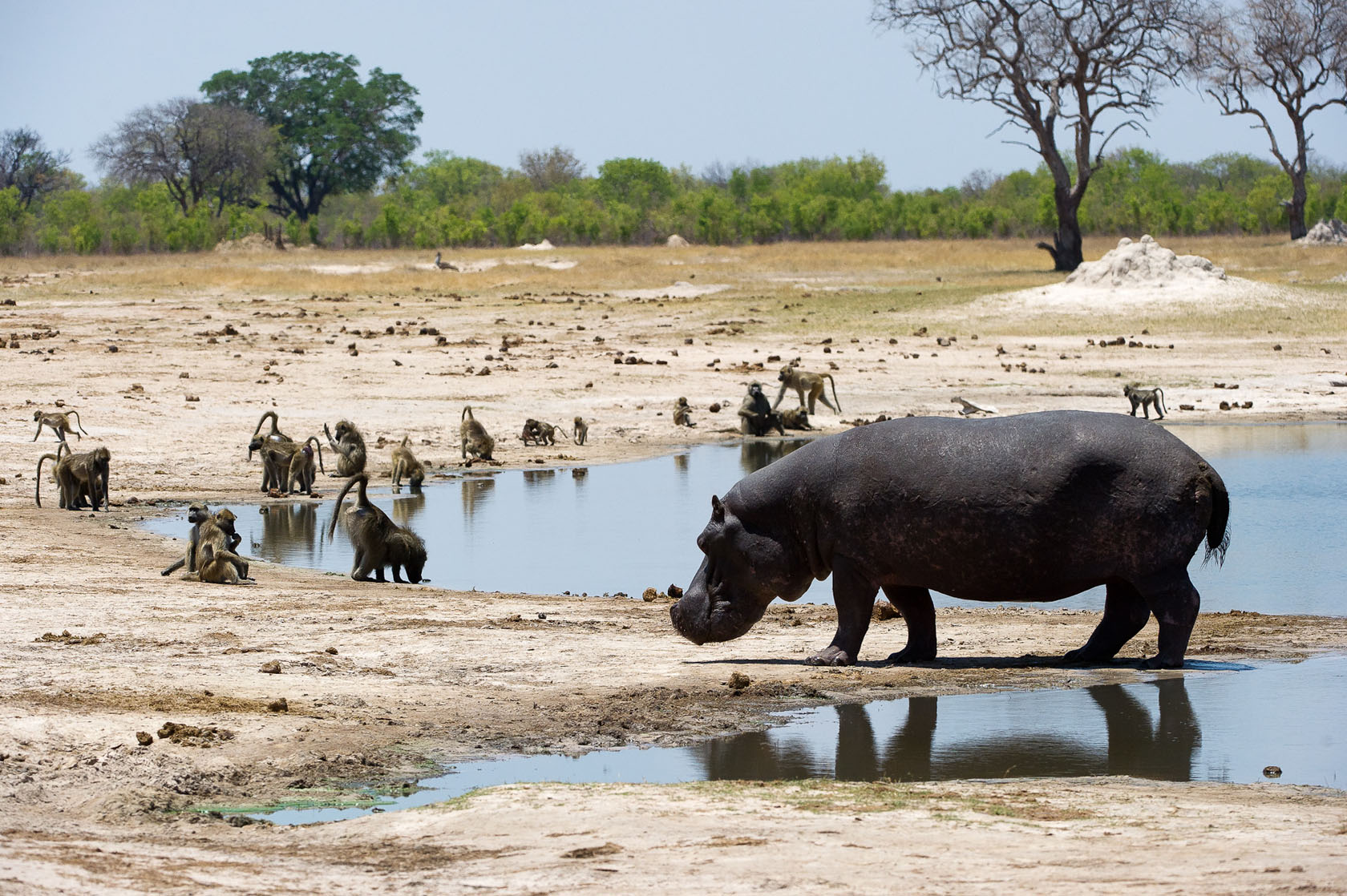 Wildlife such as hippo and baboon congregate around the waterholes