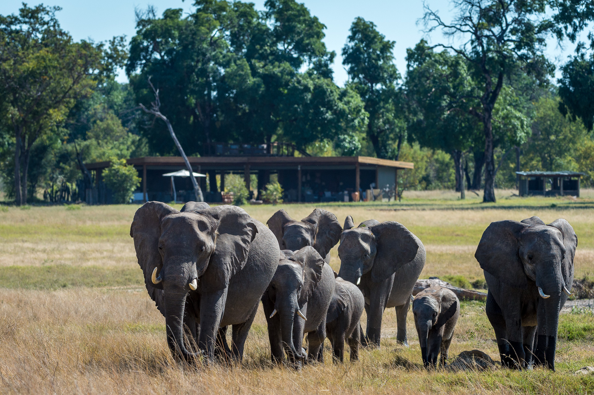 Elephant close to Davison's Camp