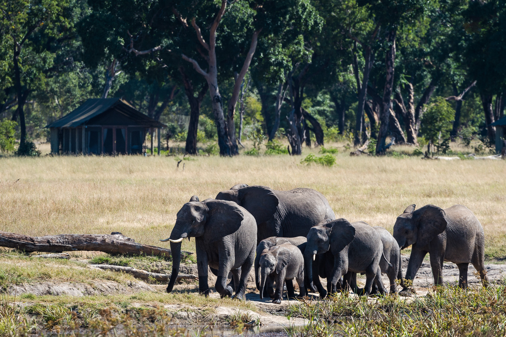 Elephants close to camp