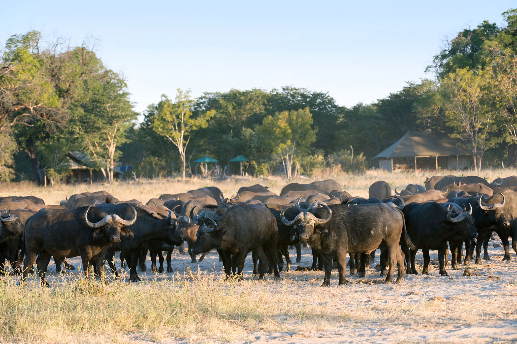 Cape Buffalo