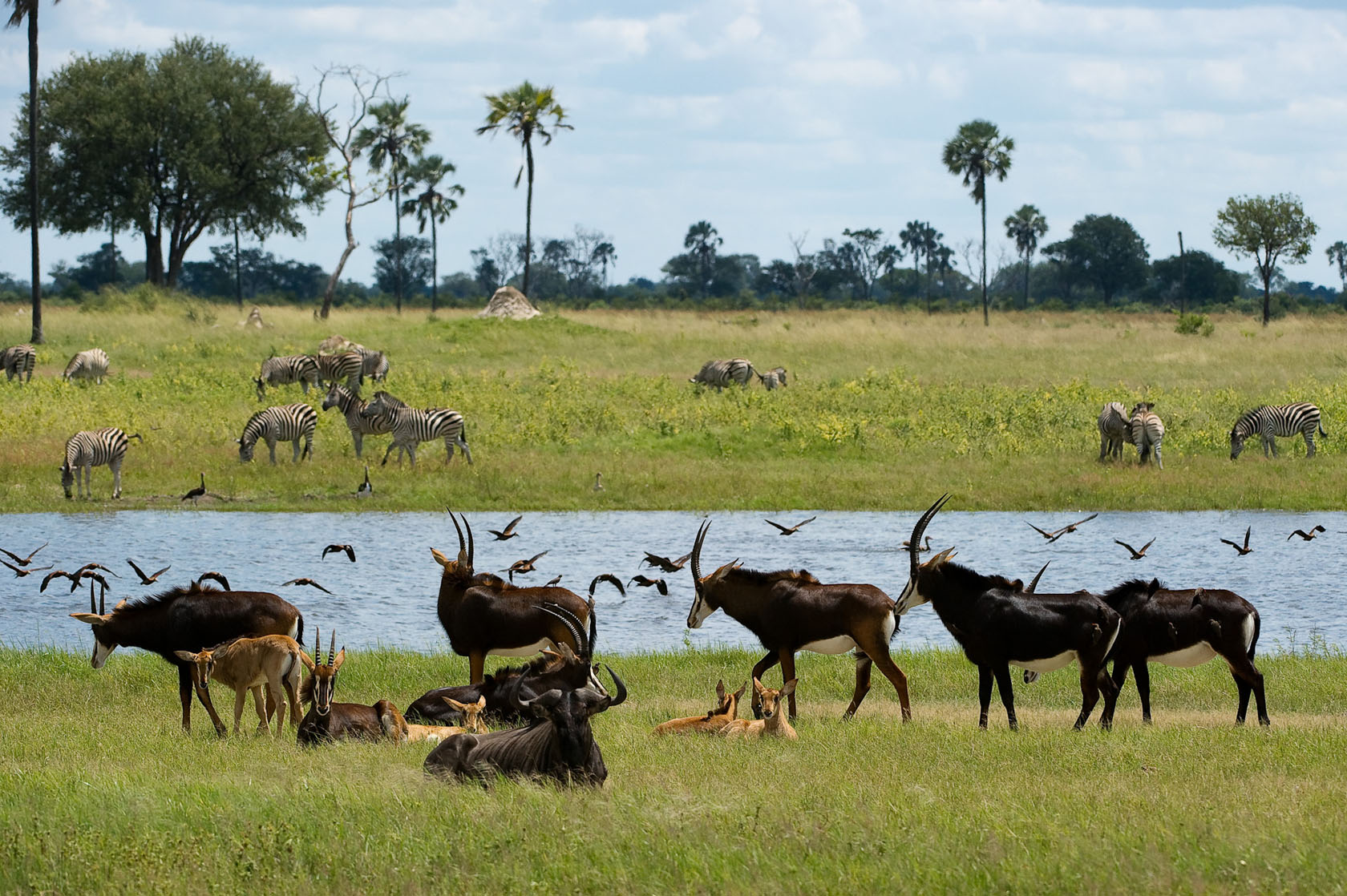 Sable gather at a Mbiza waterhole