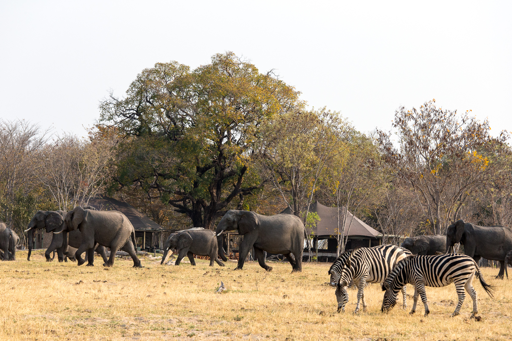 Elephant and Zebra at Little Makalolo