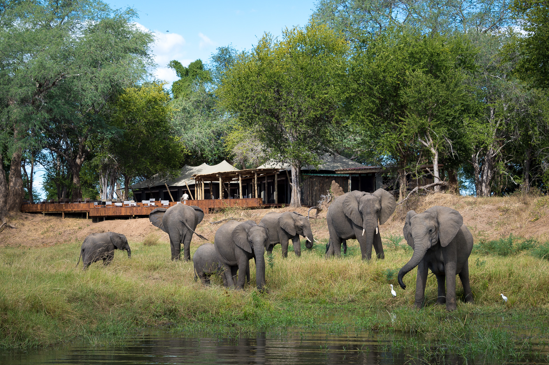 Ruckomechi is the elephants’ favourite camp