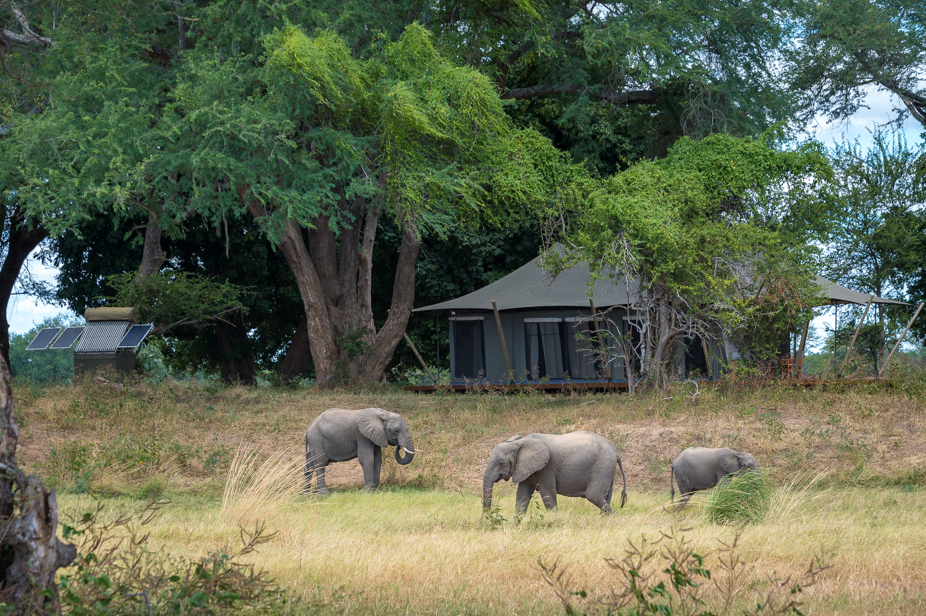 Elephant feeding on the floodplain in front of a guest tent