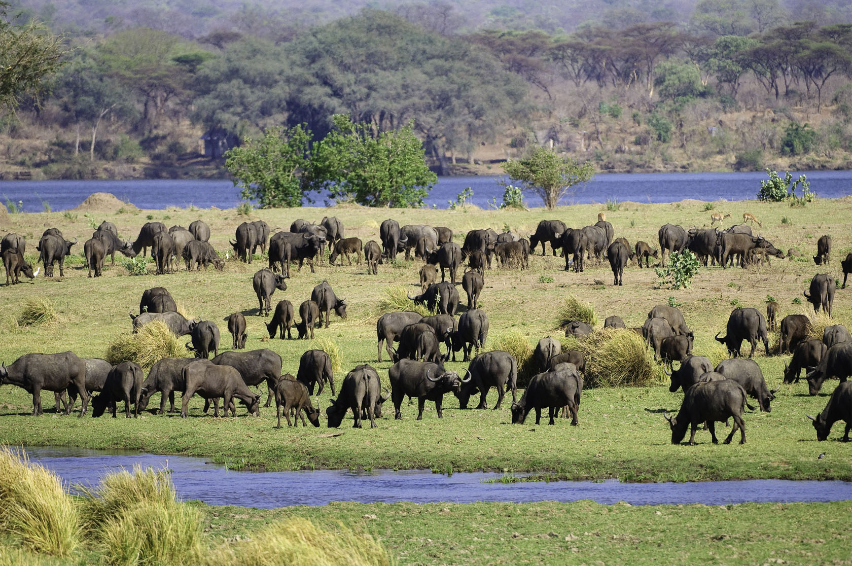 Buffalo graze on an island in the Zambezi River