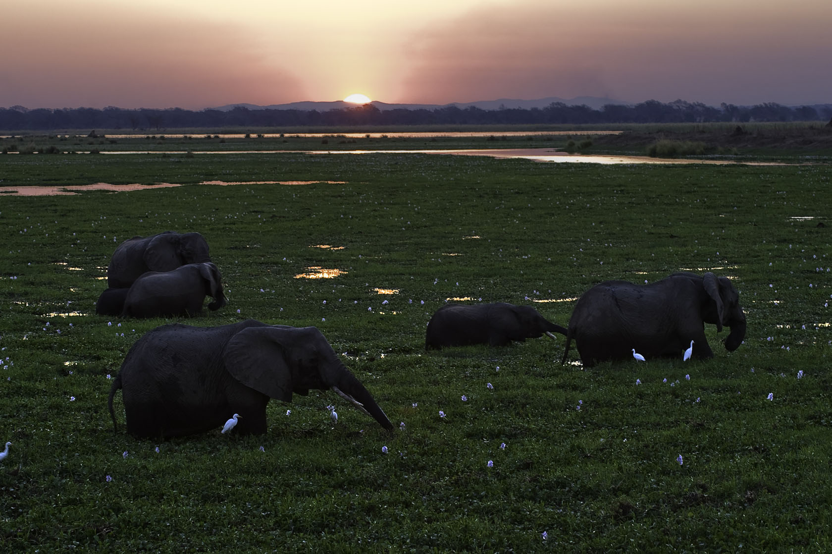 African elephant feeding in the floodplain