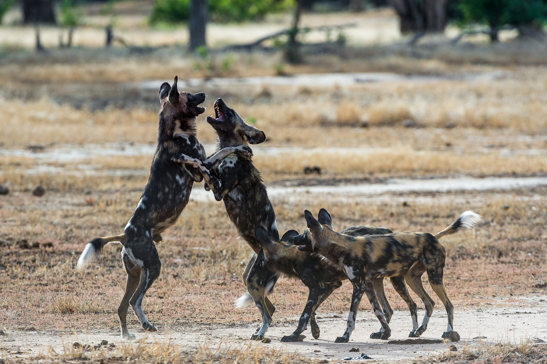 Playful wild dogs