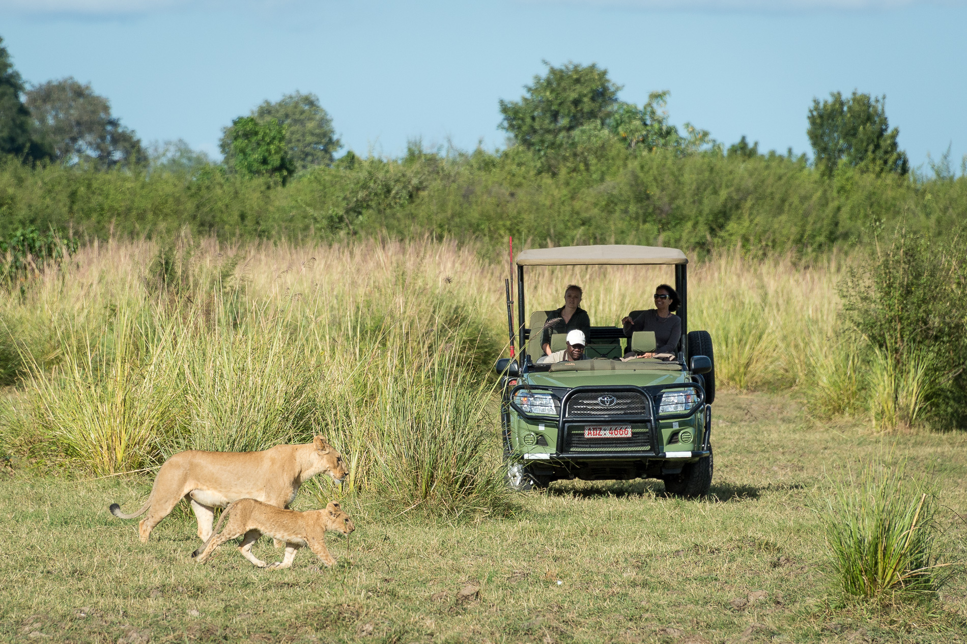 Predators such as lion are often sighted while on game drives