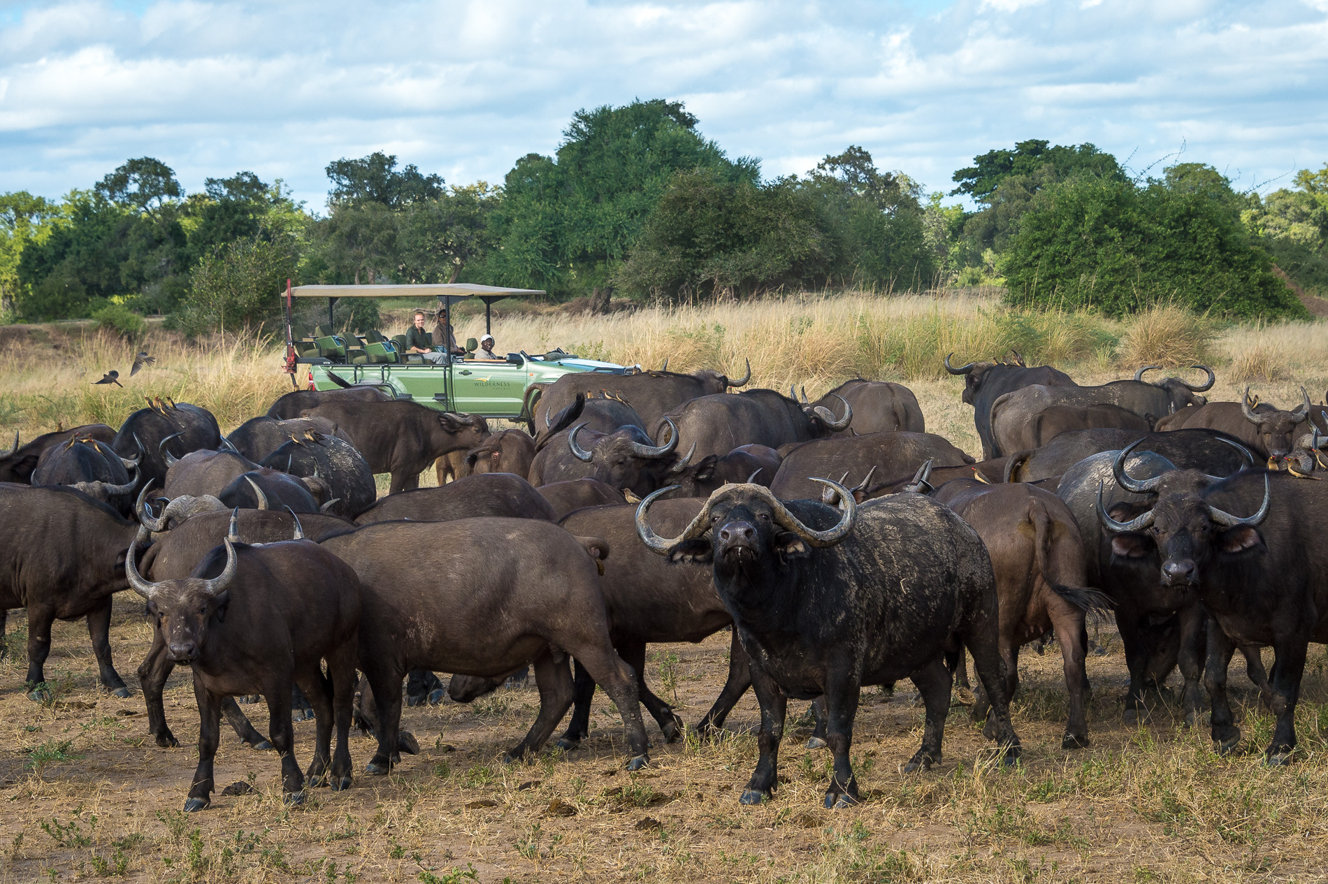 Buffalo on the floodplain behind camp