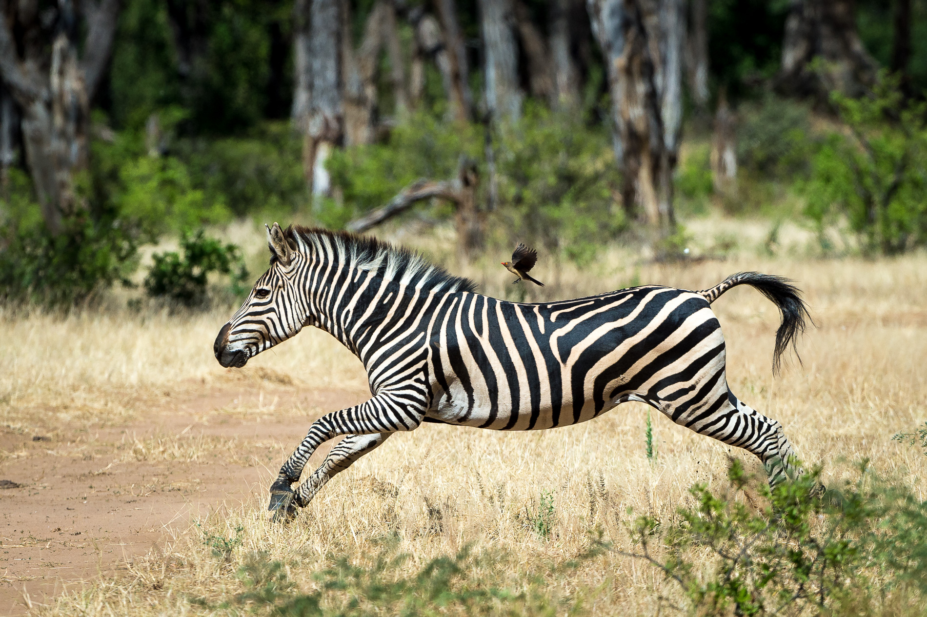 Zebra with oxpeckers passenger