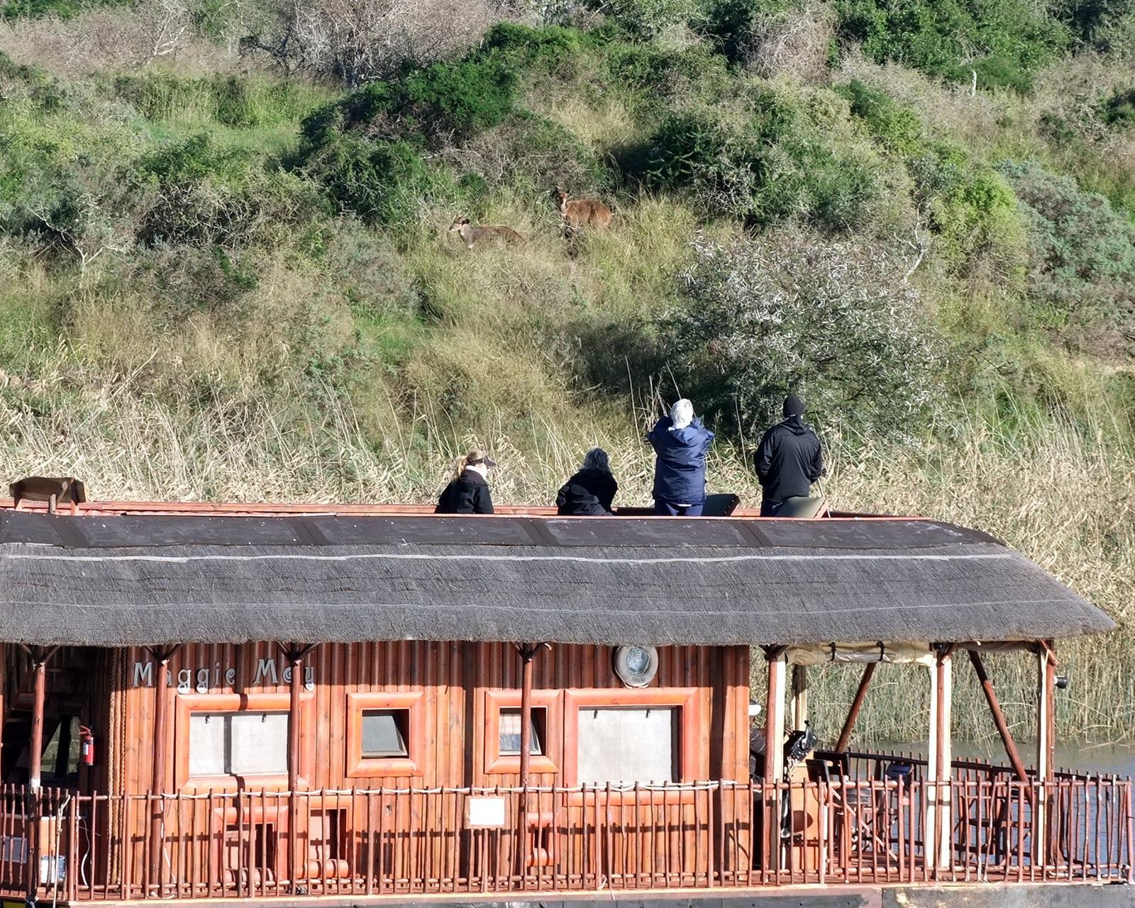 Guests spotted the Bushbuck