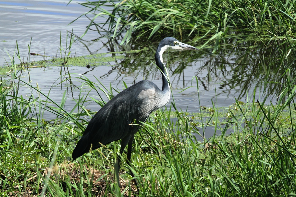 Black Headed Heron in iSimangaliso