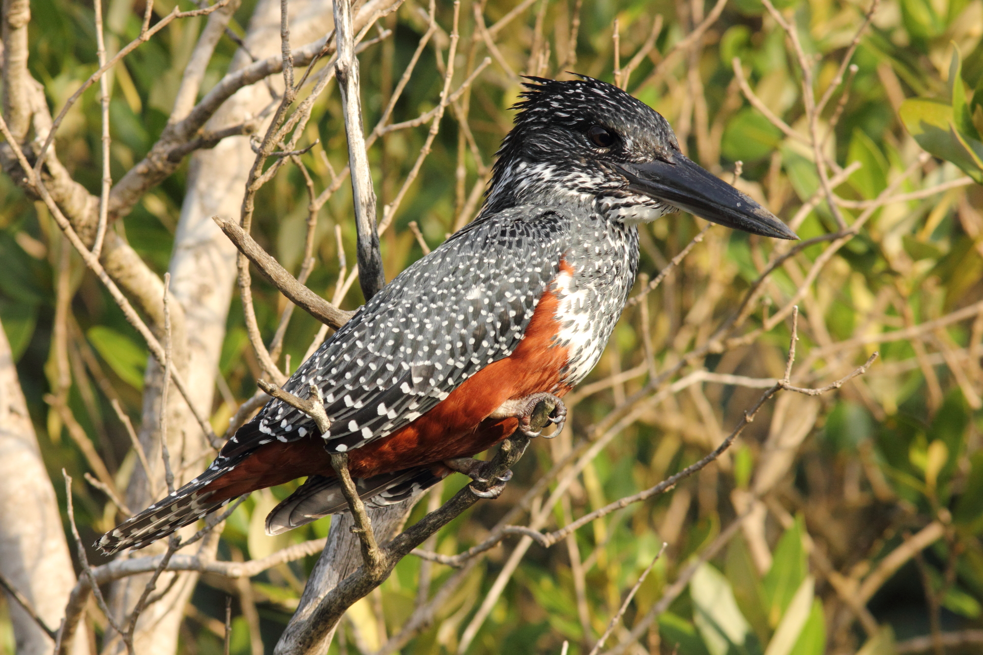 Giant Kingfisher in the estuary