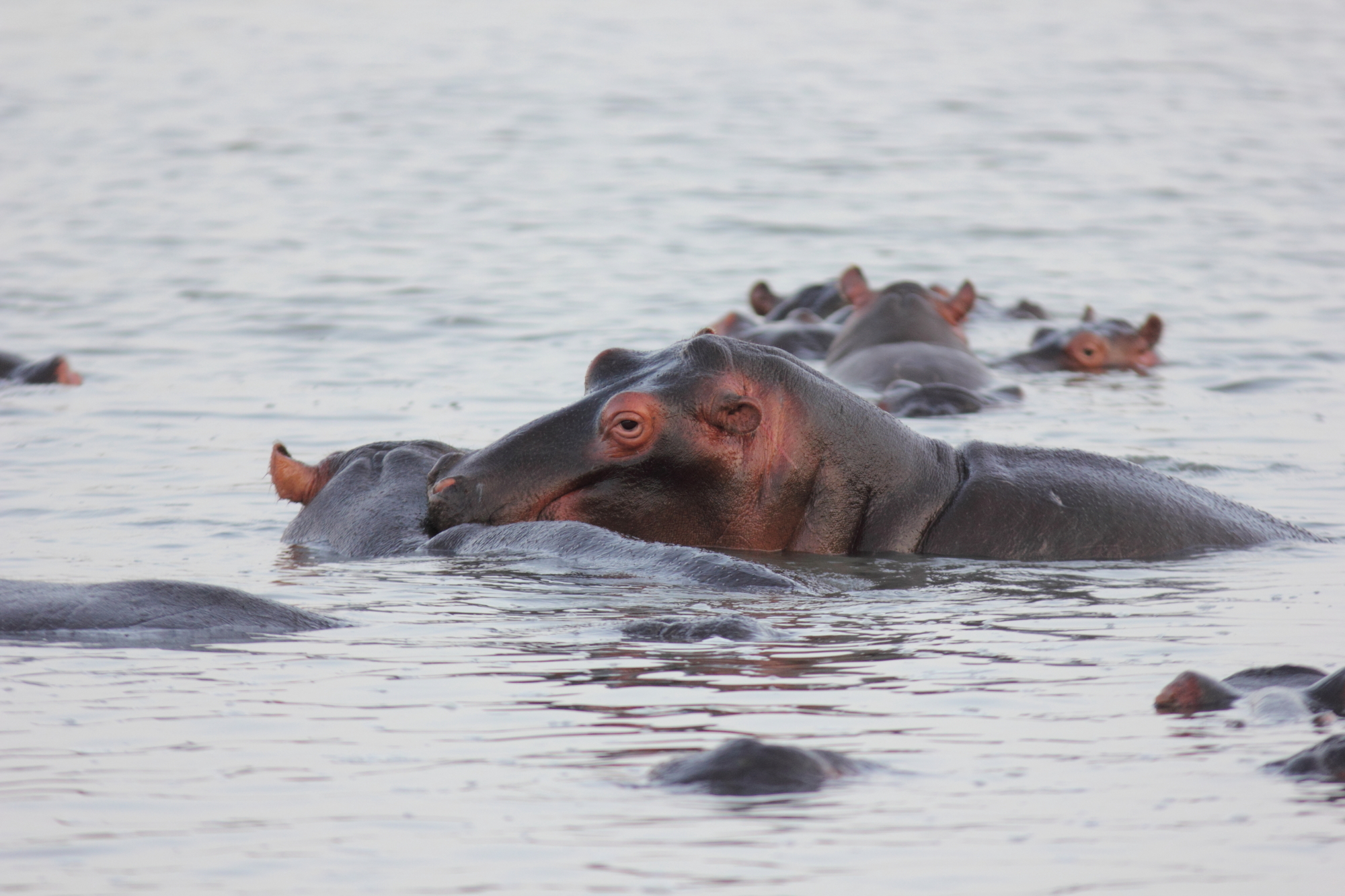 Baby Hippo in the estuary