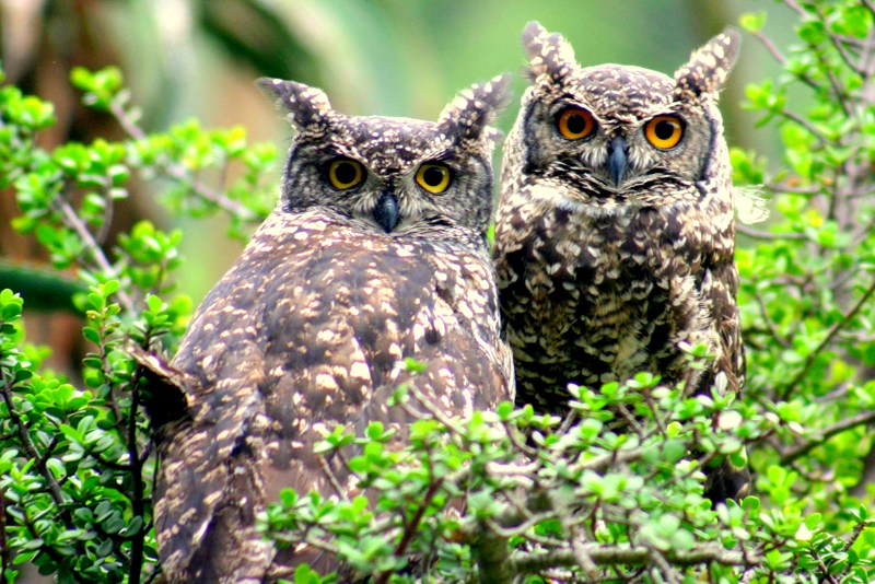 Bird Life - Game Drive