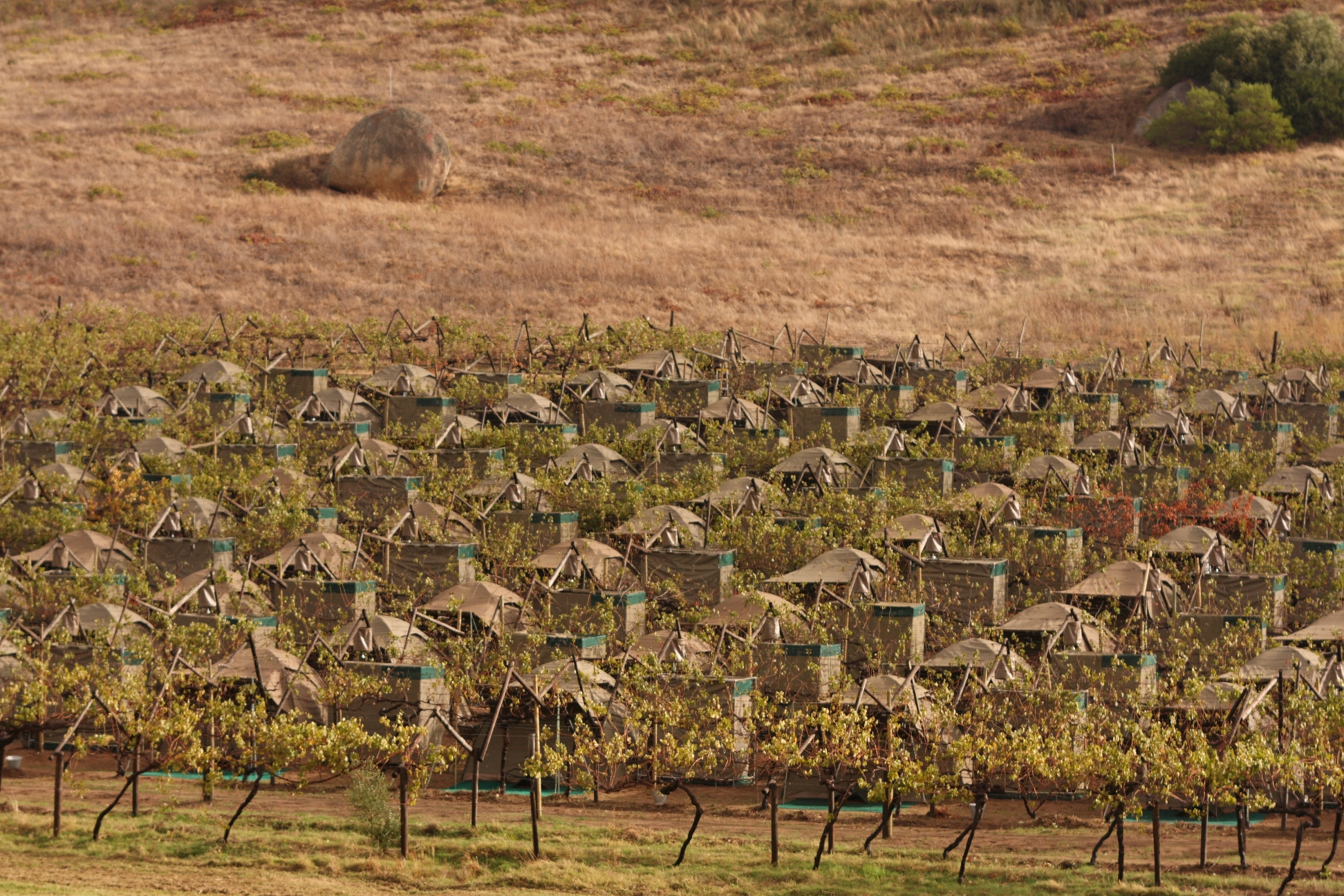 Dome tents set in the vines. 