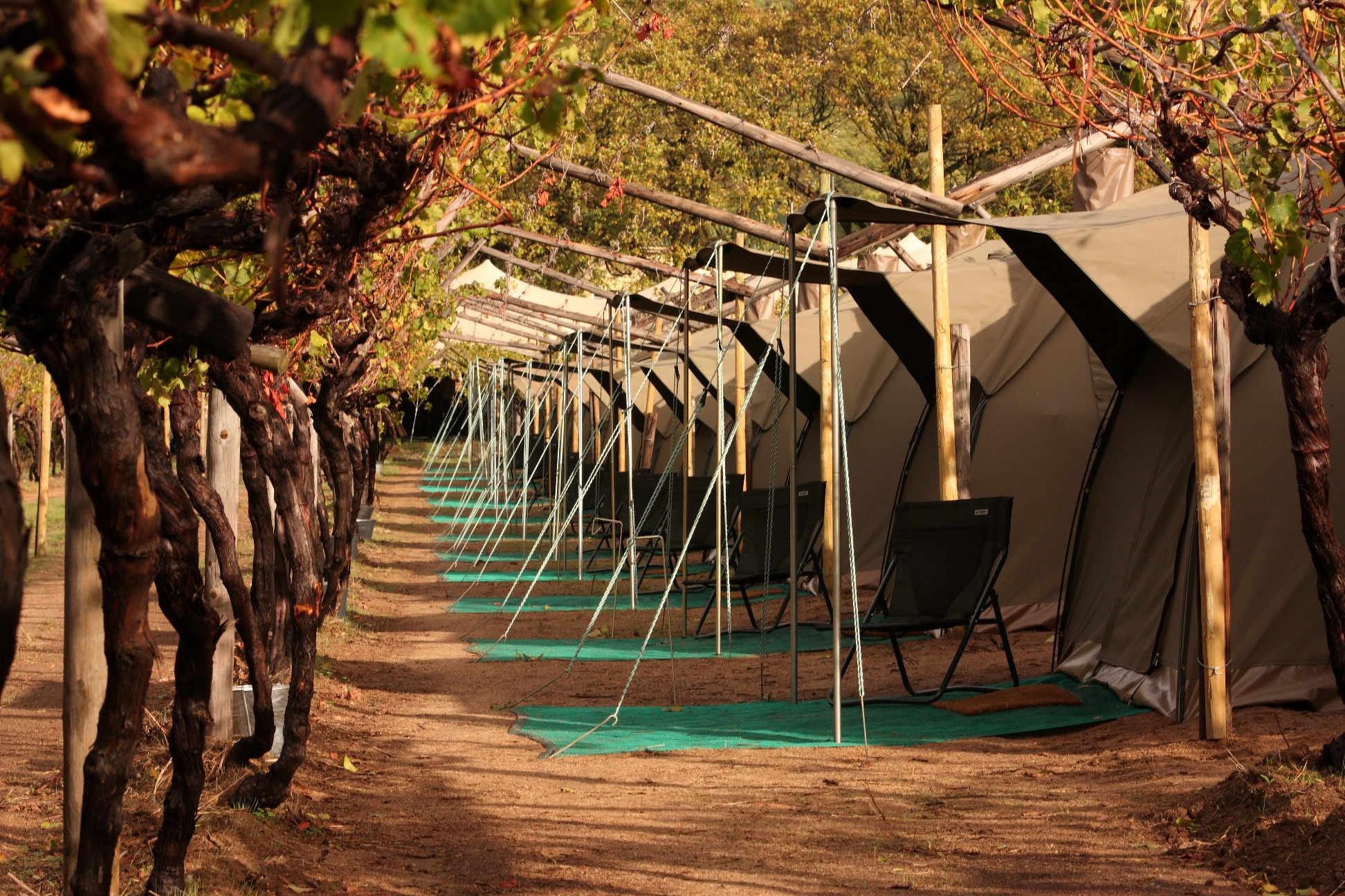 Dome tents set in the vines. 