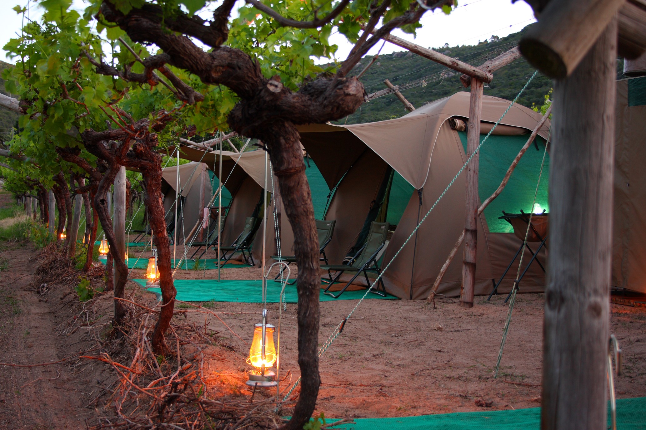 Tents set between the vines.