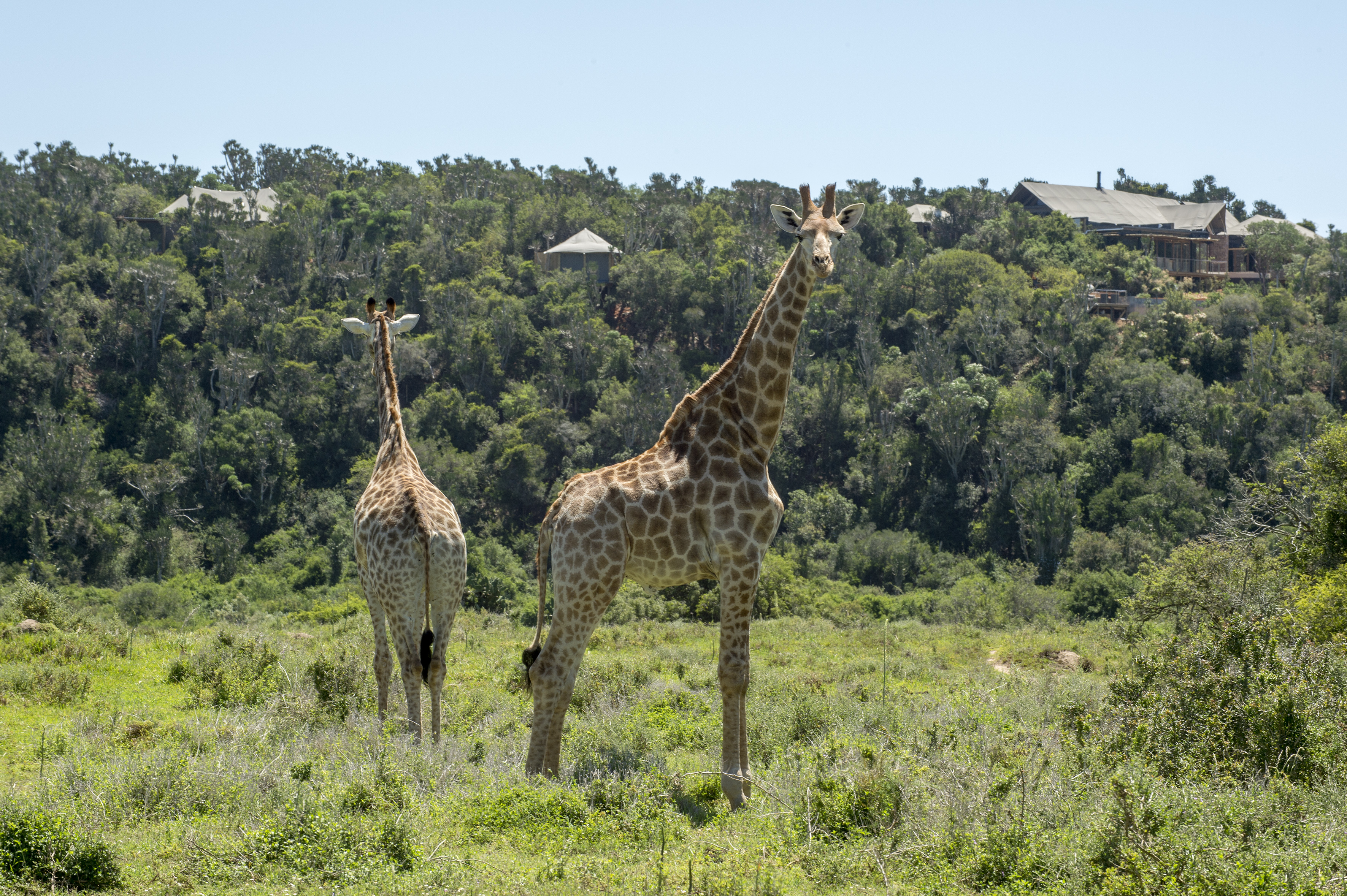 Enjoy game viewing from your suite deck and experience close-up game viewing on each safari drive