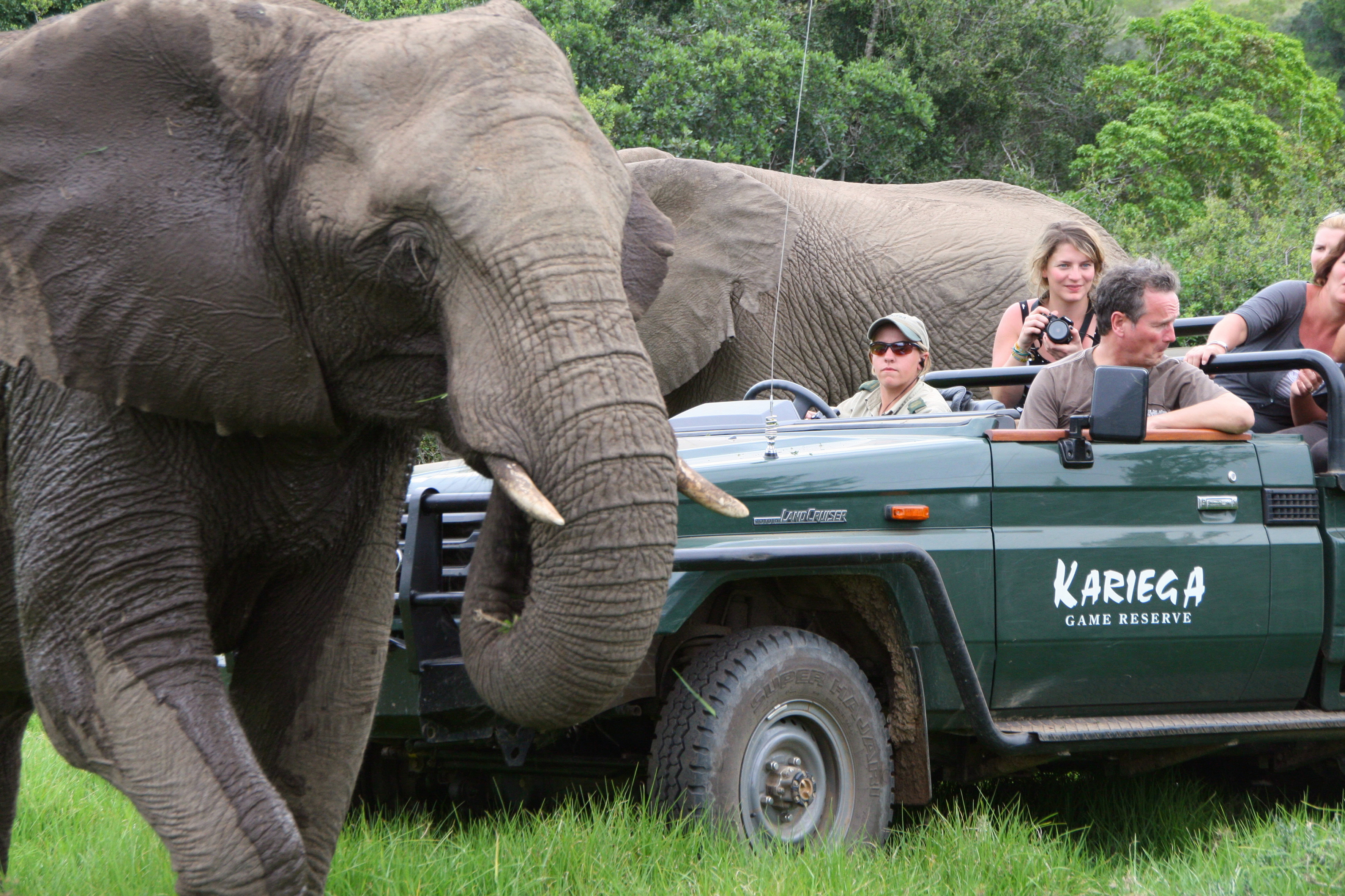 The elephant at Kariega are comfortable with game drive vehicles.