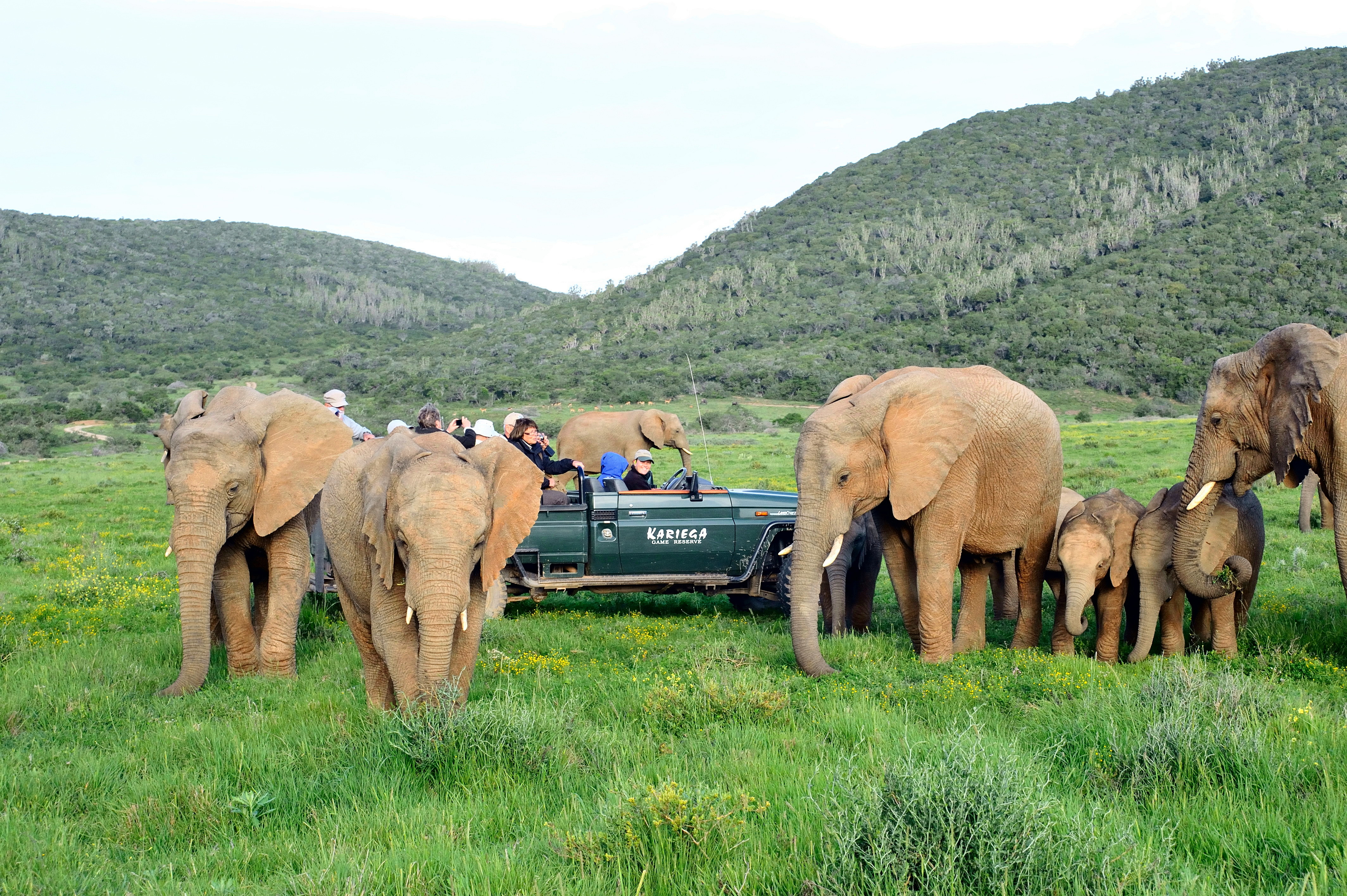 Game drive viewing Elephants