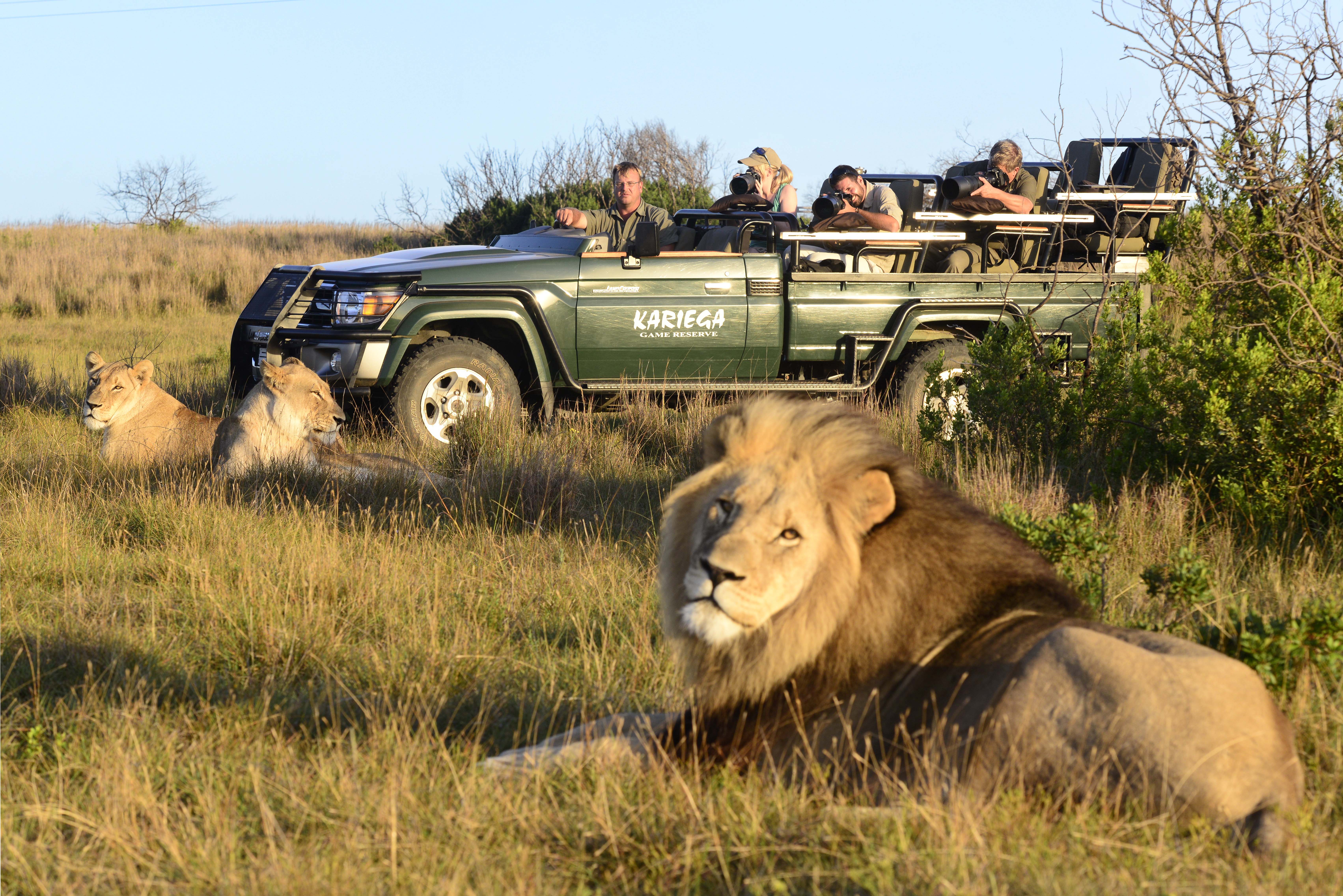 Game drive viewing Lion