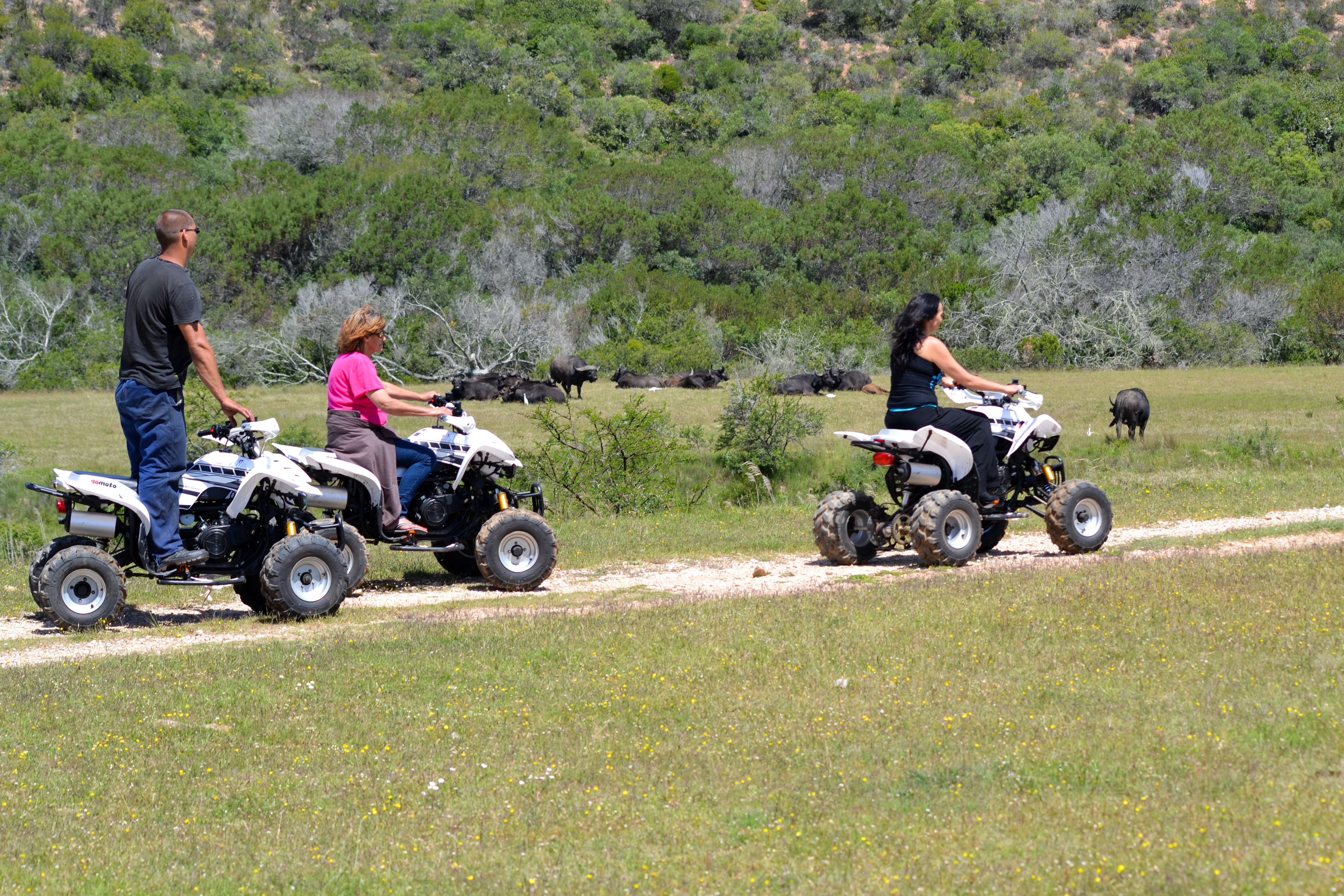 Close encounters with the African Buffalo