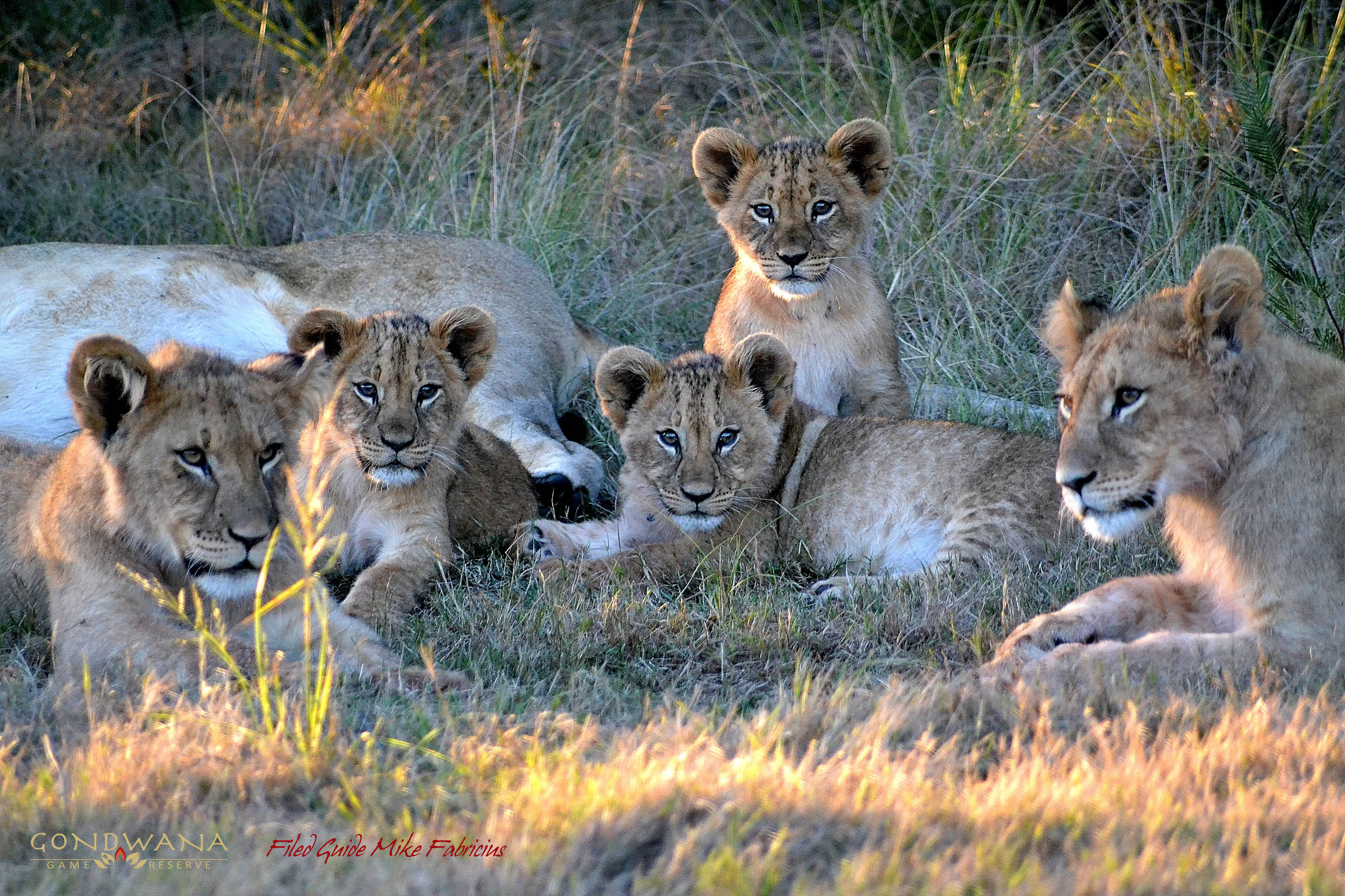 Gondwana's Majestic Lion Pride