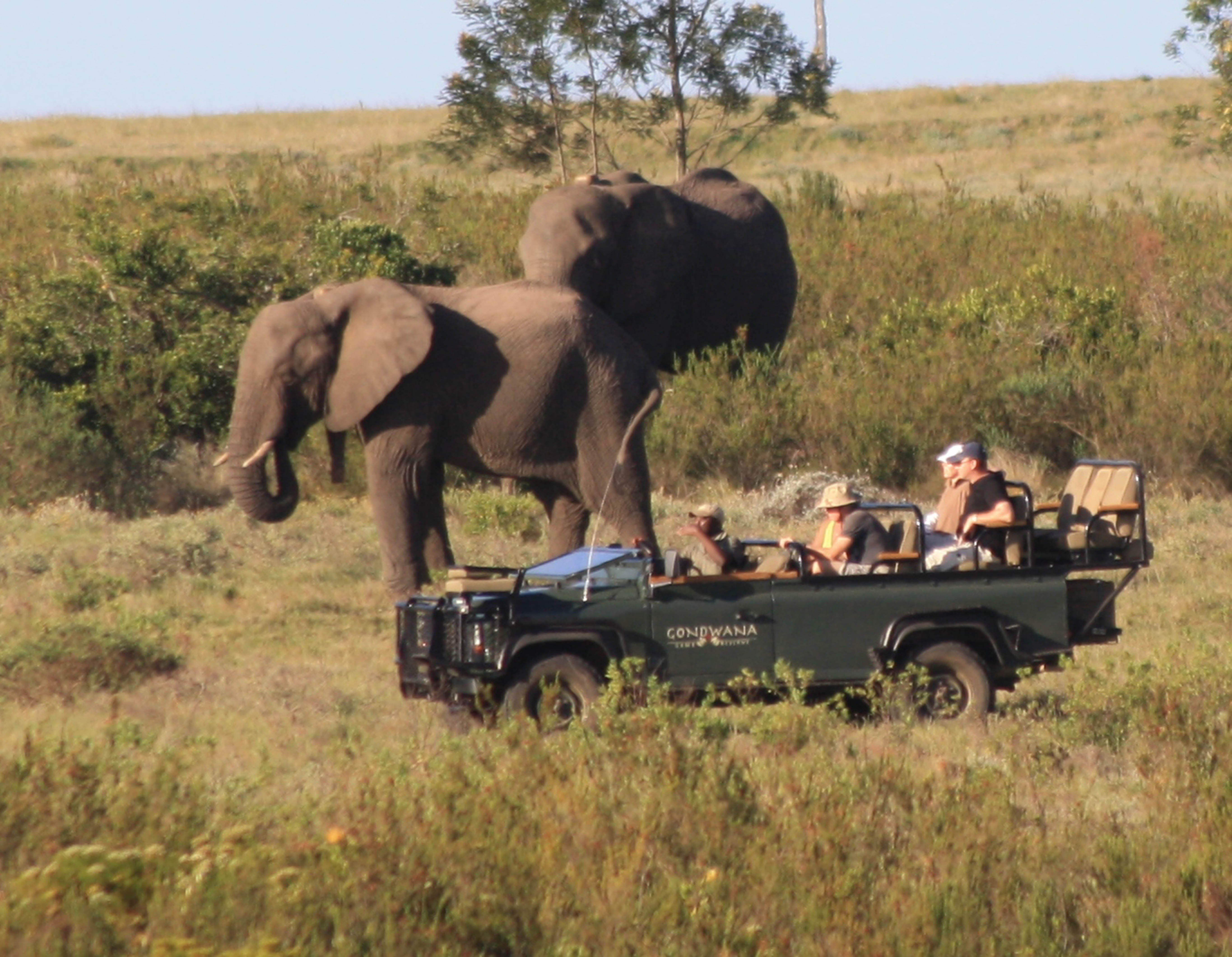 Game Viewing at Gondwana