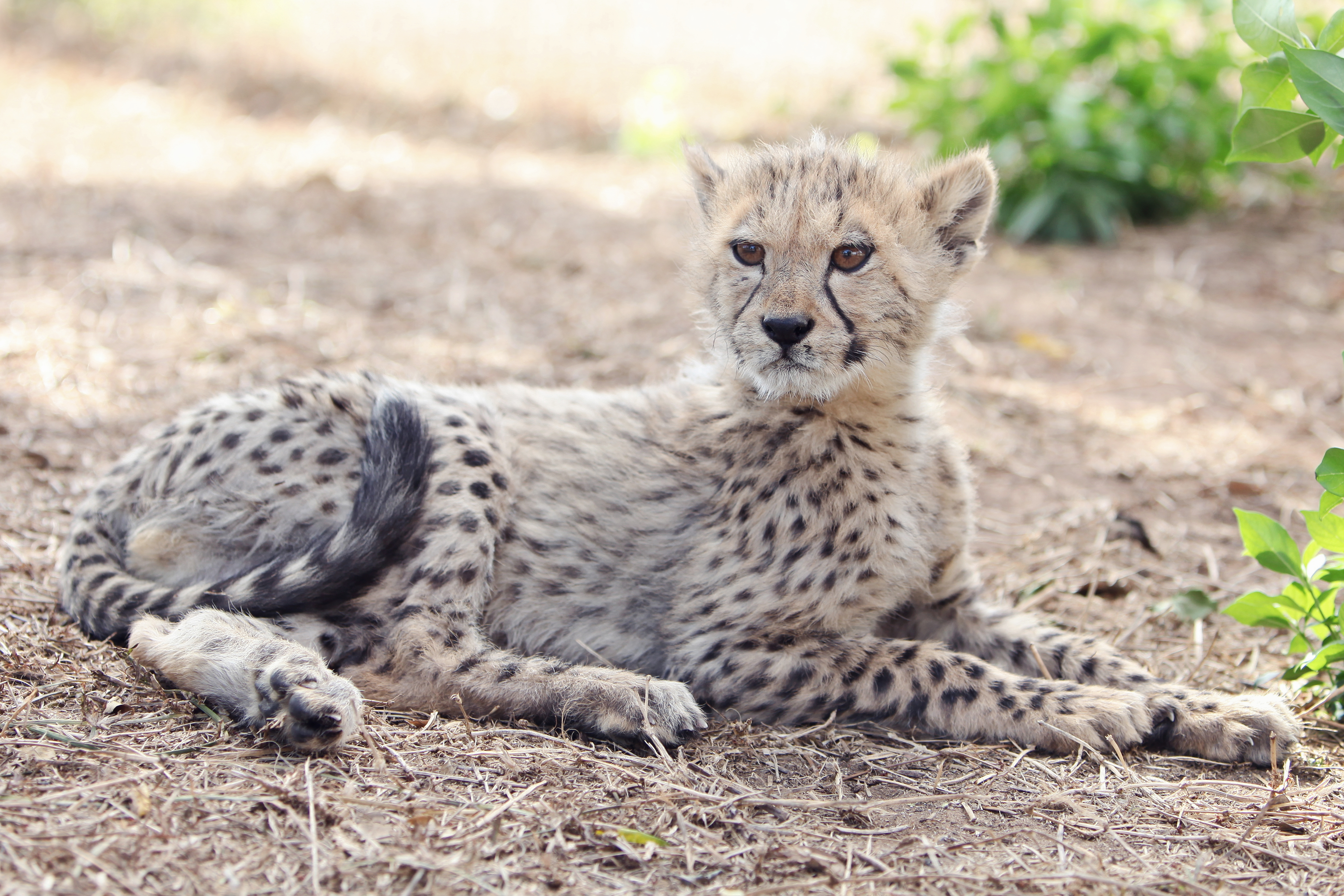 Storm arriving at Emdoneni Lodge