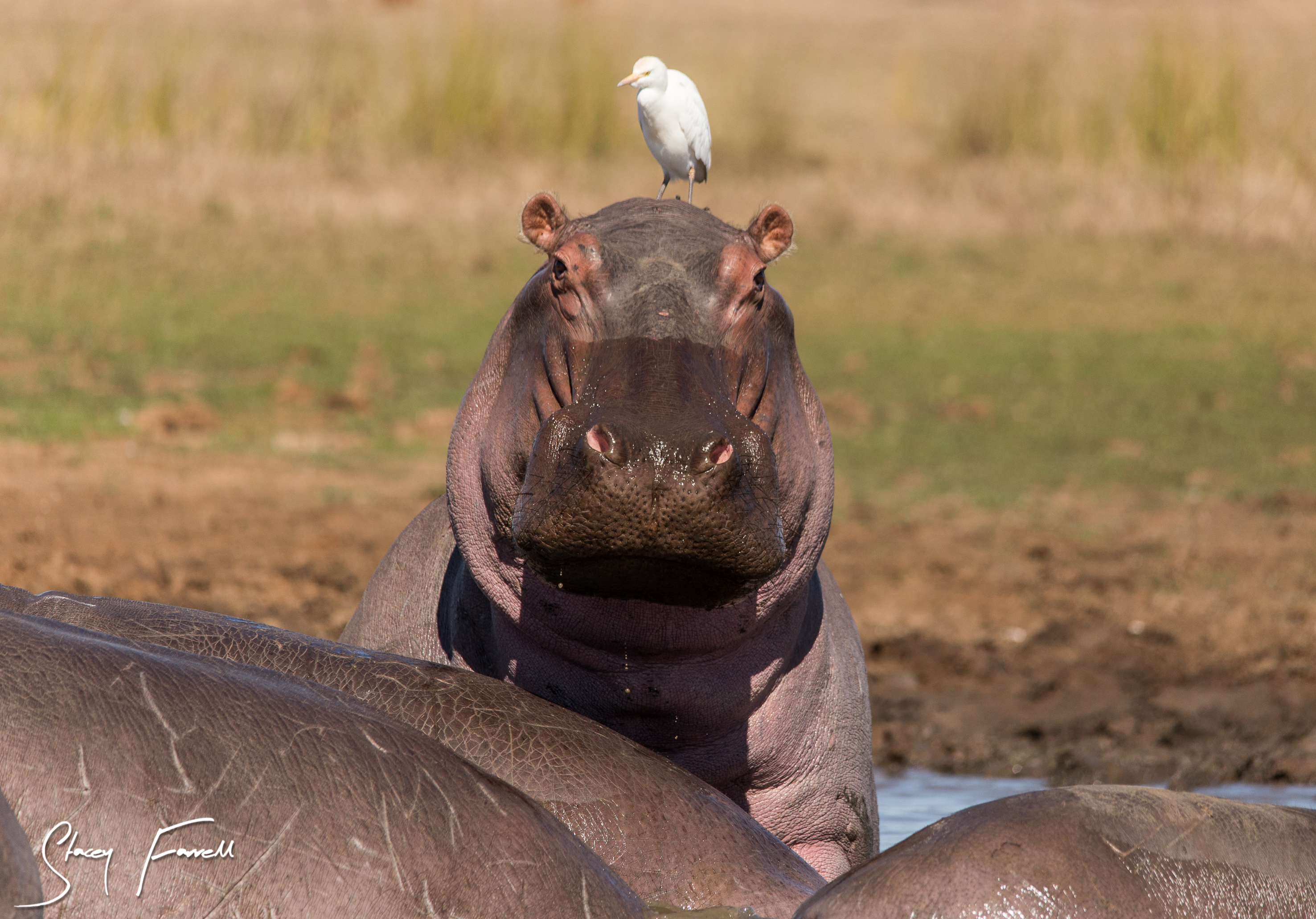 The province of KwaZulu-Natal is, in itself, a popular tourist attraction, promising visitors a world of attractions and activities