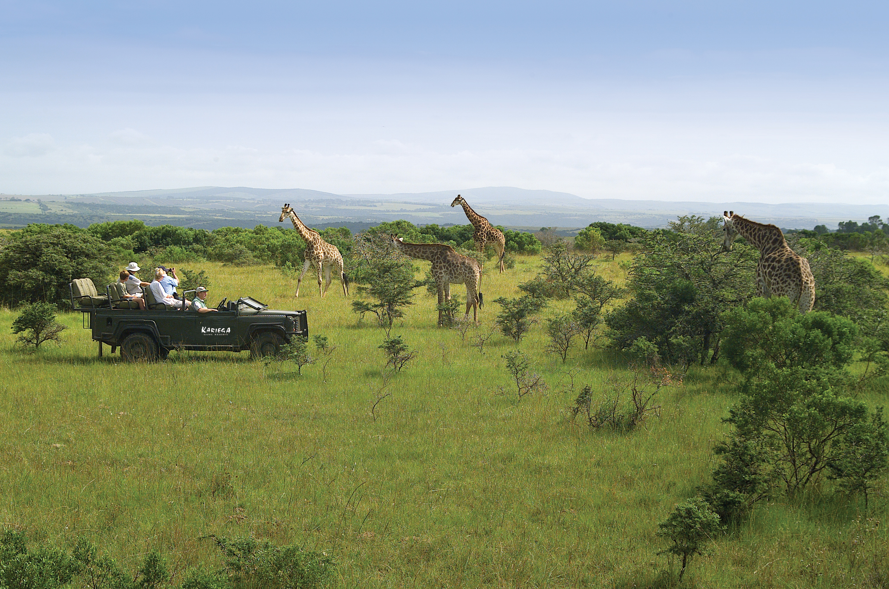 View elegant herds of giraffe at Kariega Game Reserve.