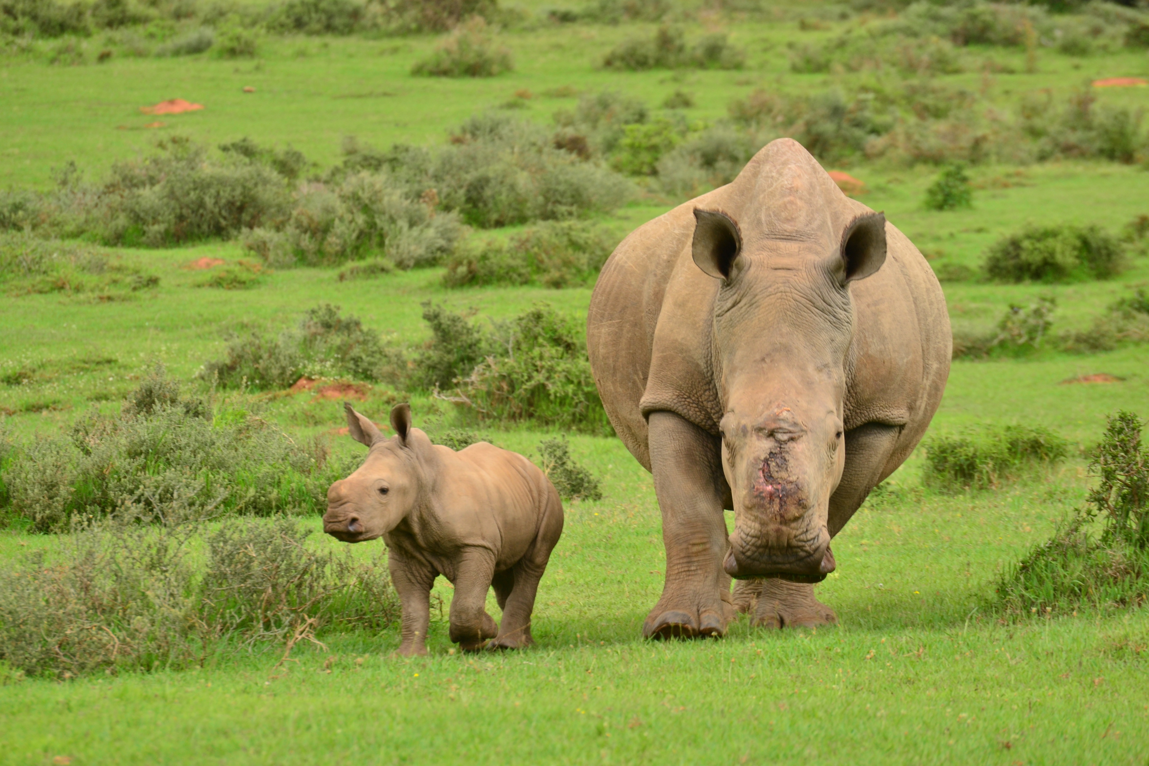 Thandi was poached in 2012 and survived. She gave birth to Thembi in January 2015.
