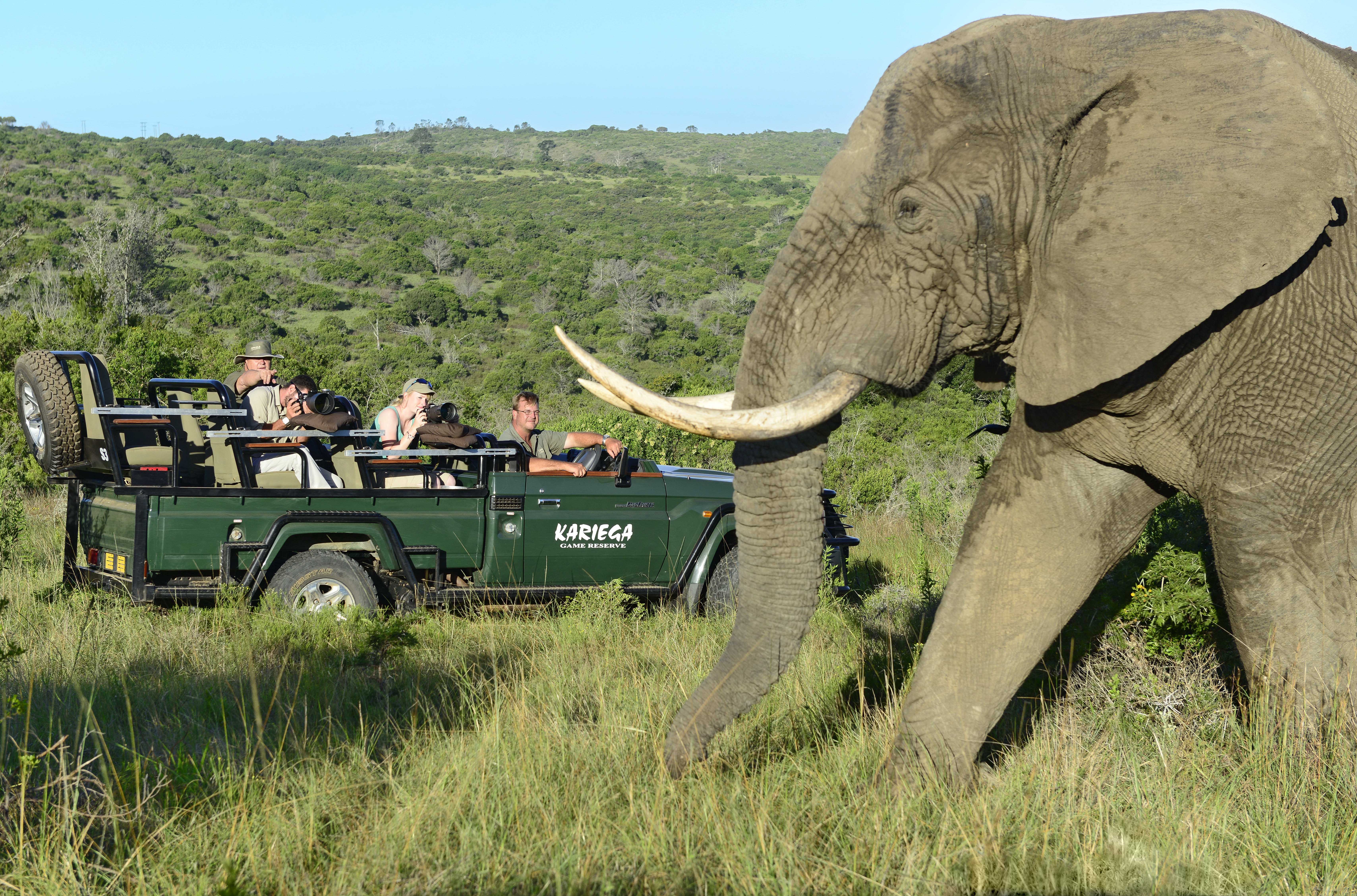 Game drive viewing Elephant
